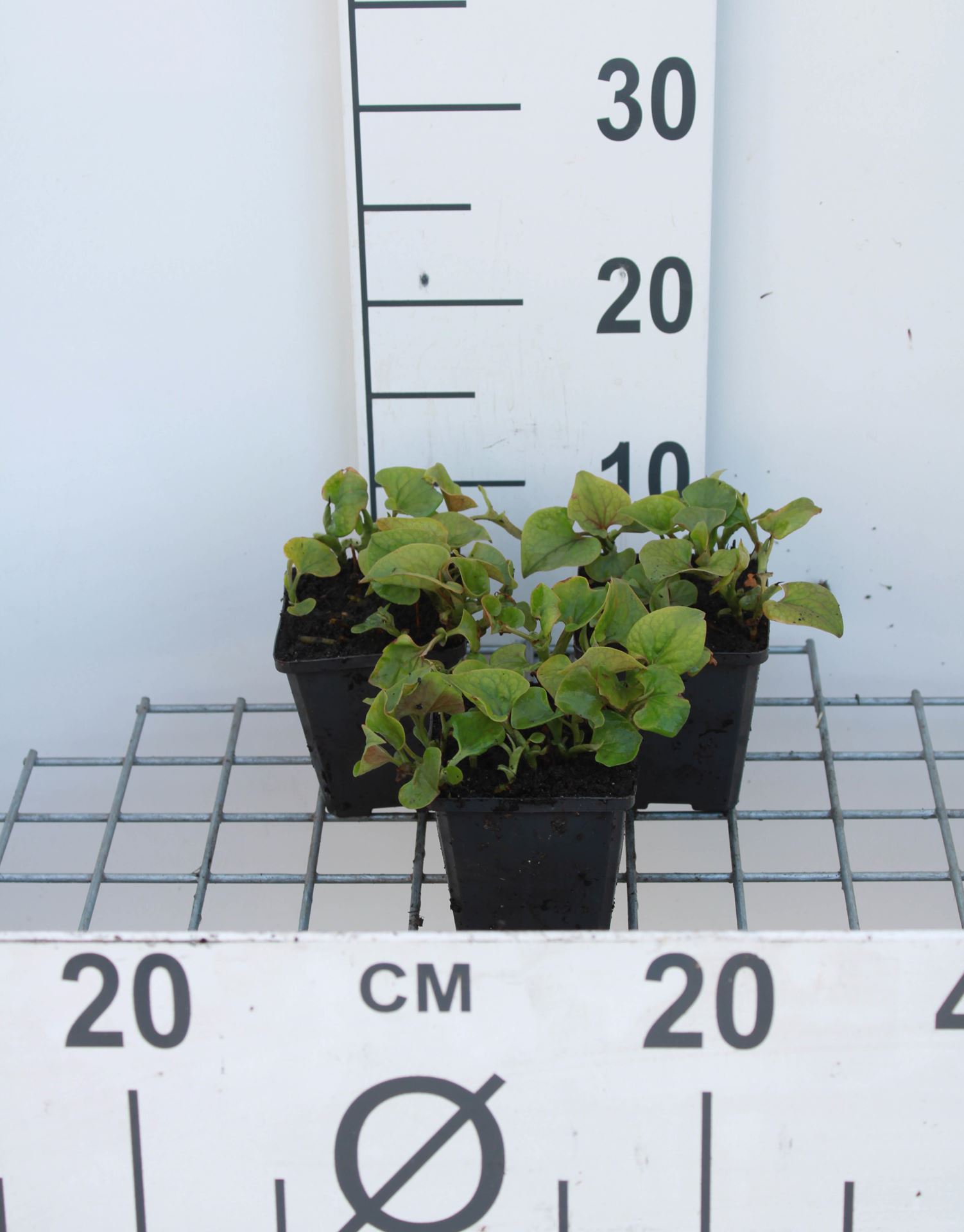 Houttuynia cordata - pot 9x9 cm - Moerasanemoon / Doku-dami afbeelding