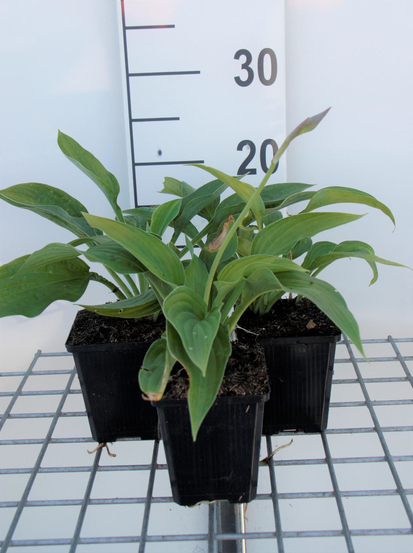 Hosta'Fortunei Albopicta'- pot 9x9 cm afbeelding