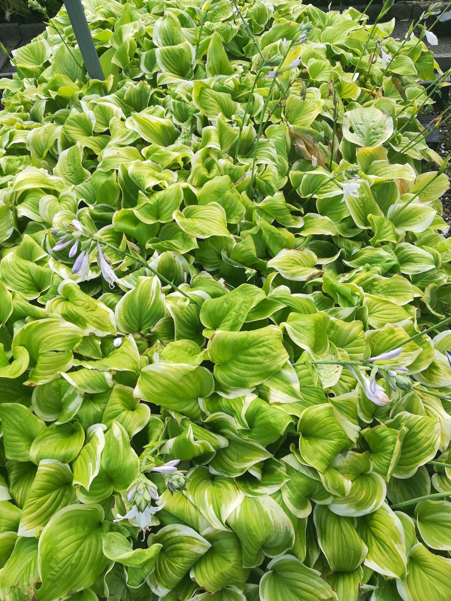 Hosta'Fragrant Bouquet'- pot 9x9 cm afbeelding