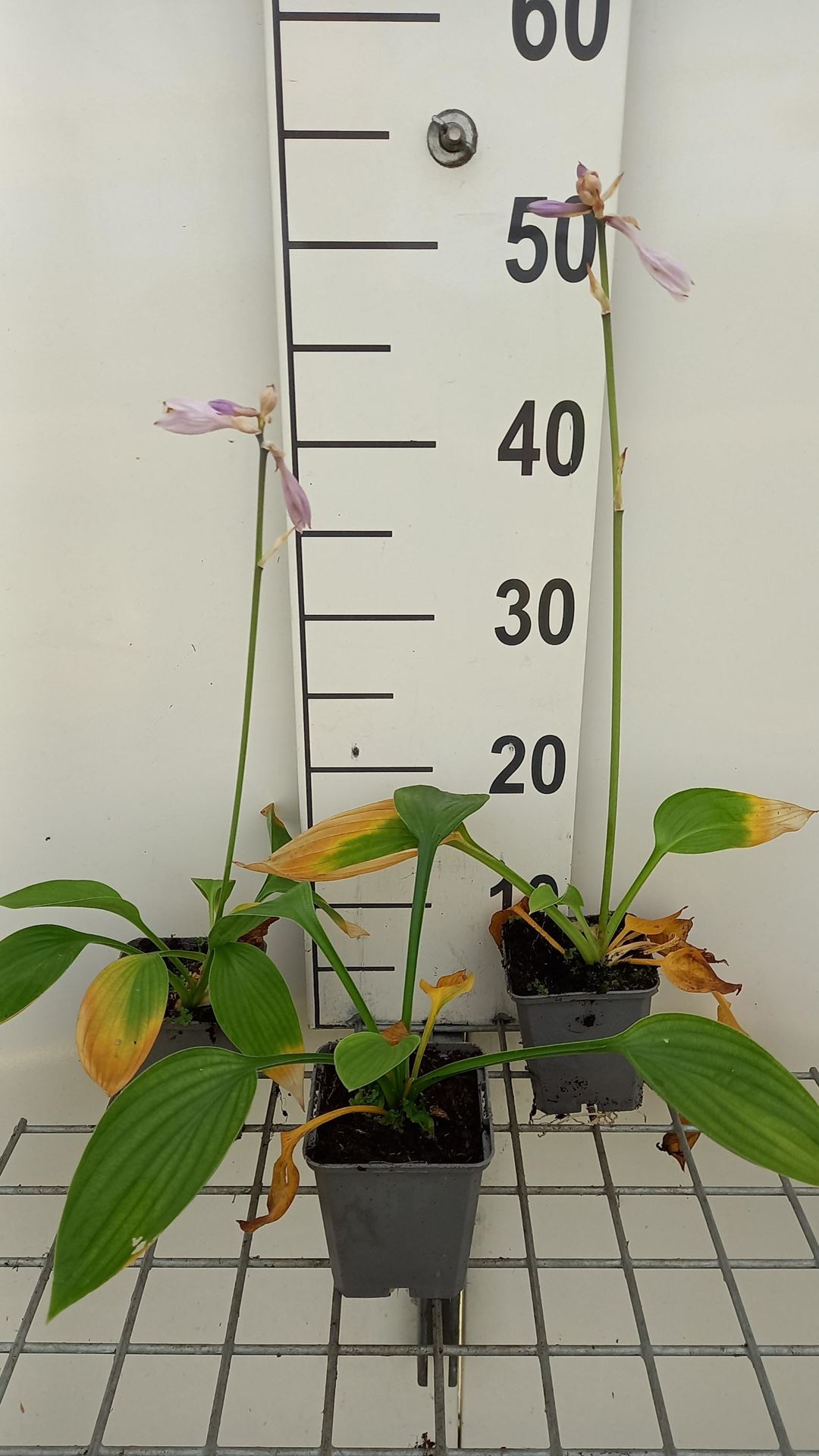 Hosta'Fortunei Hyacinthina'- pot 9x9 cm afbeelding