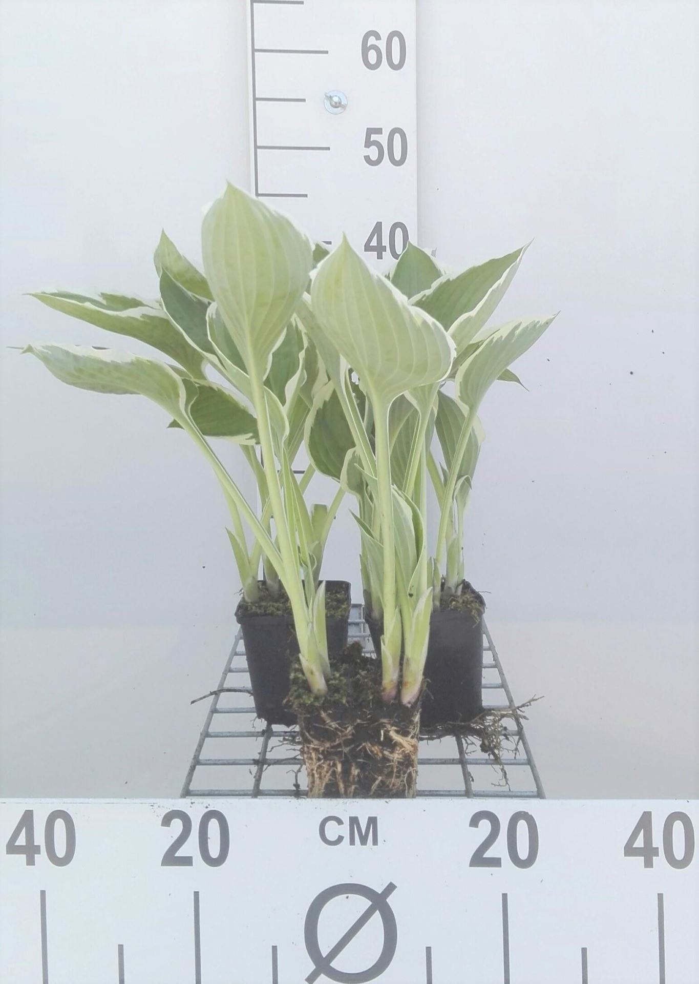 Hosta'Francee'- pot 9x9 cm afbeelding
