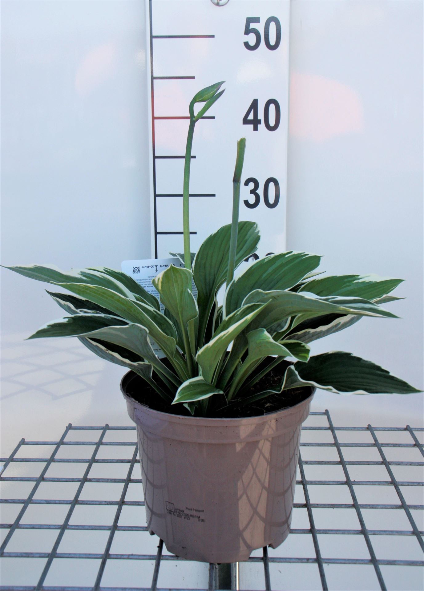 Hosta'Francee'- pot 3L - afbeelding
