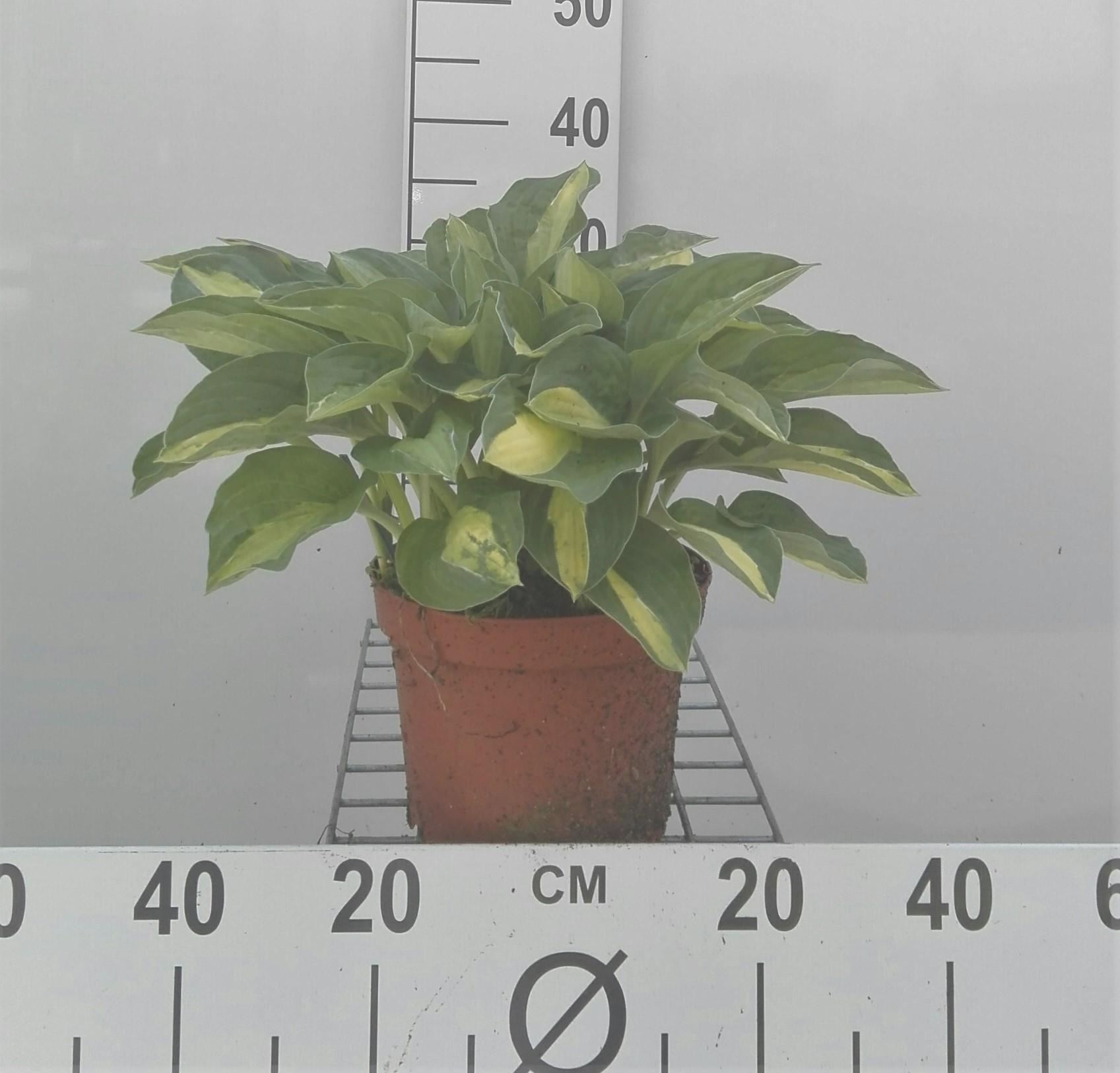 Hosta'Gypsy Rose'- pot 3L afbeelding