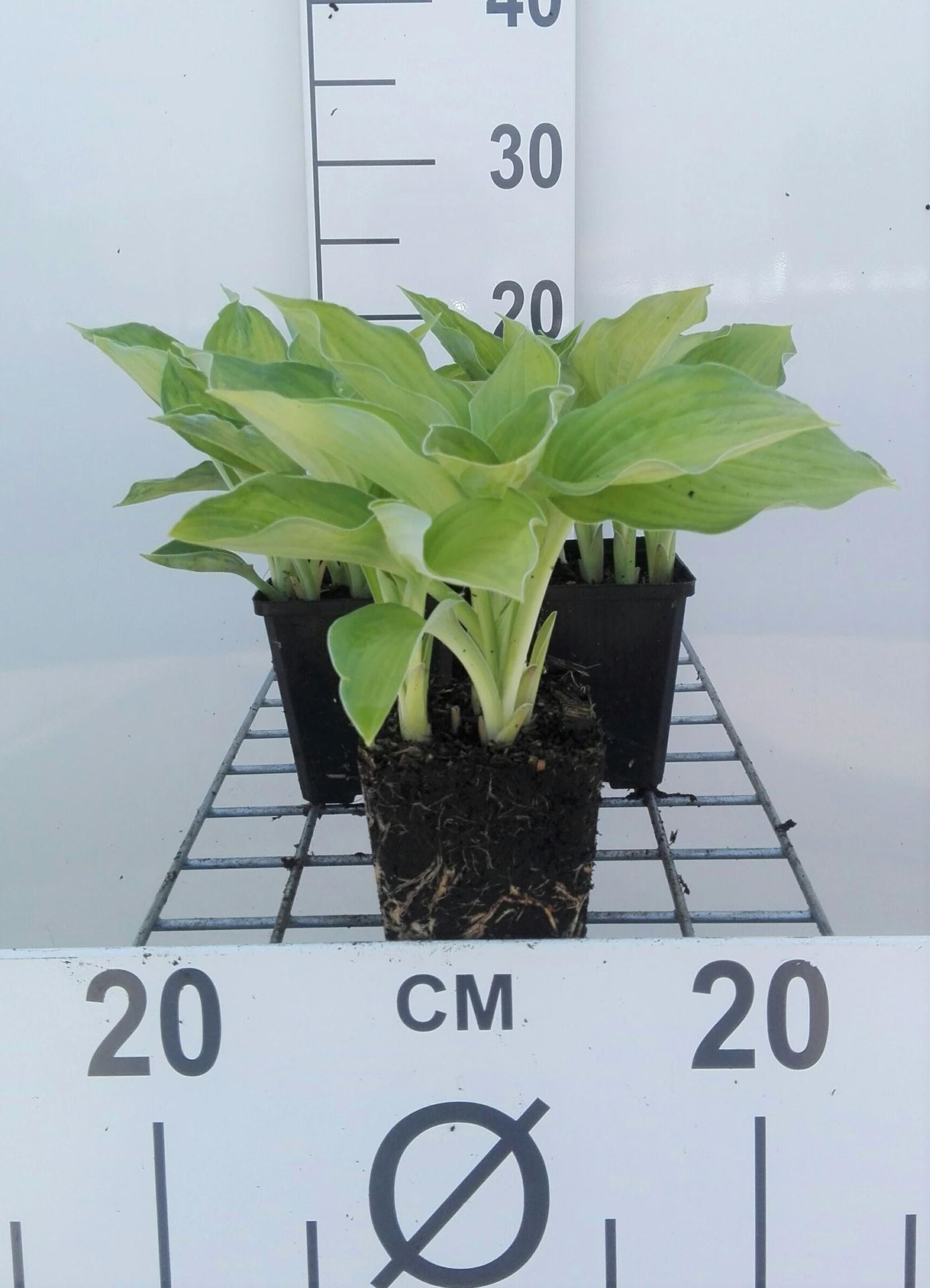 Hosta'Gold Standard'- pot 9x9 cm afbeelding
