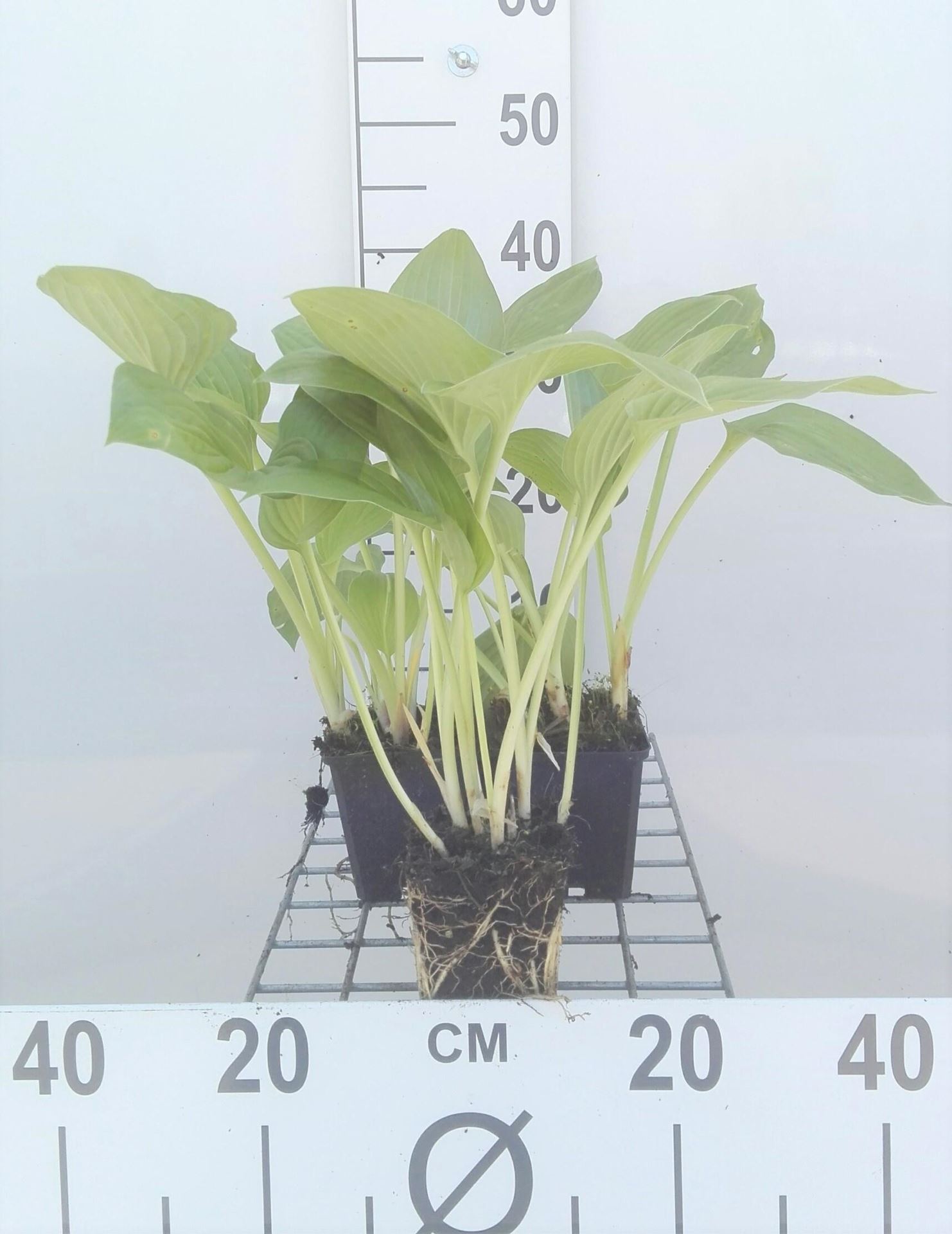 Hosta'Halcyon'- pot 9x9 cm - Hartlelie/Funkia afbeelding