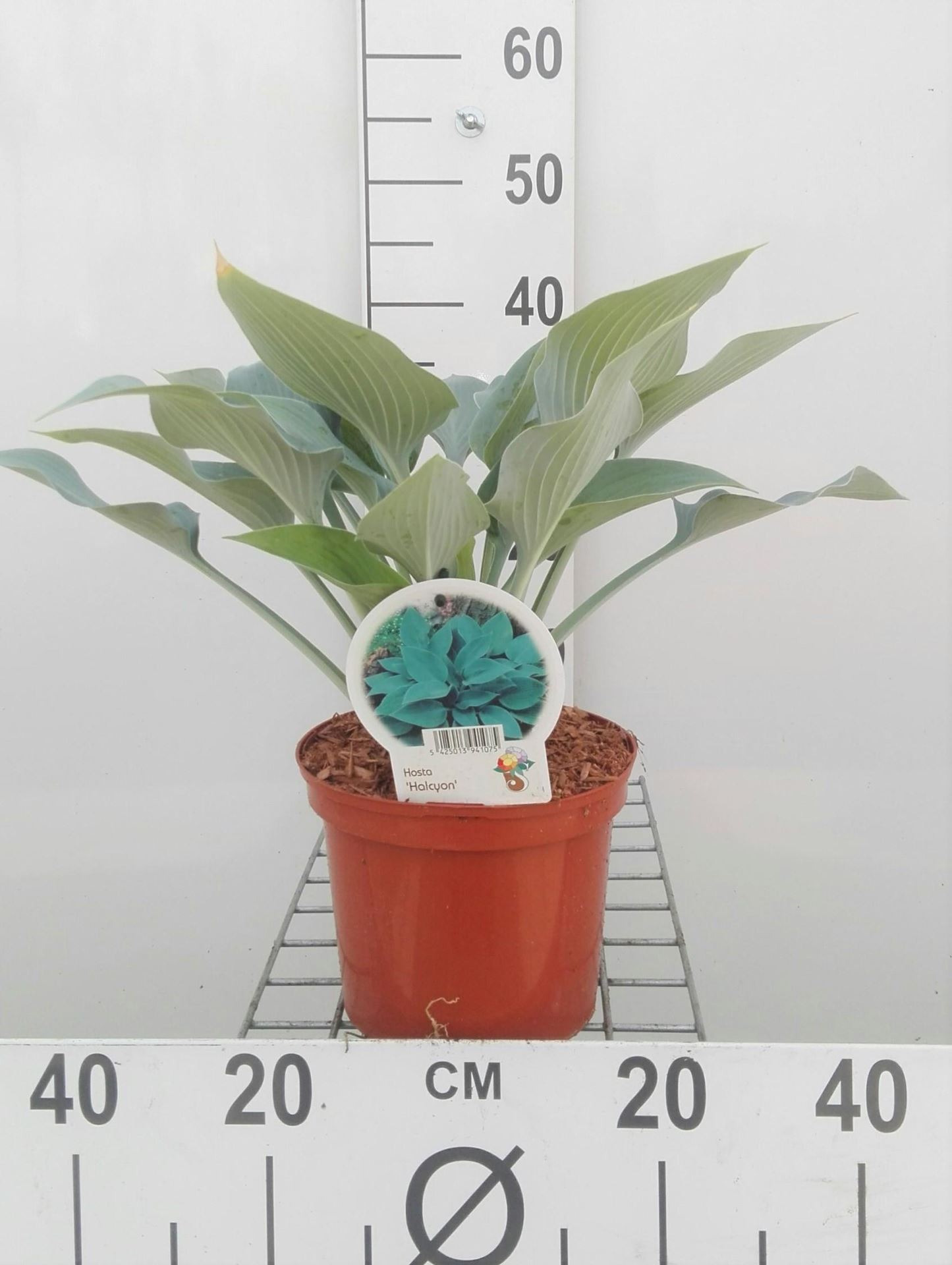 Hosta'Halcyon'- pot 3L afbeelding