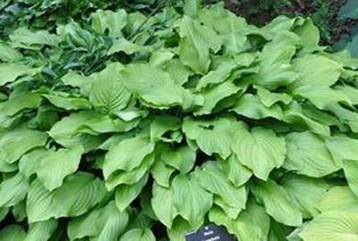 Hosta'Honeybells'- pot 9x9 cm afbeelding