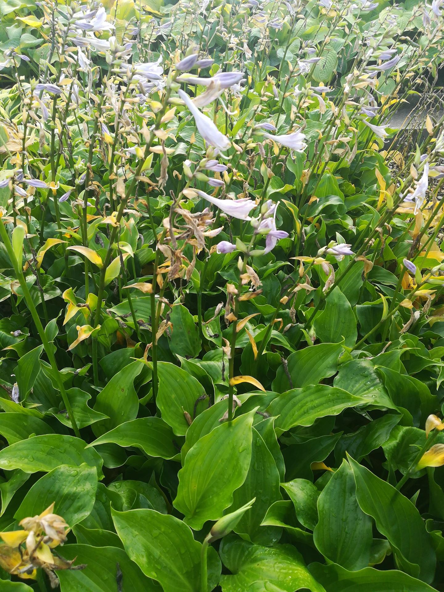 Hosta'Invincible'- pot 9x9 cm afbeelding