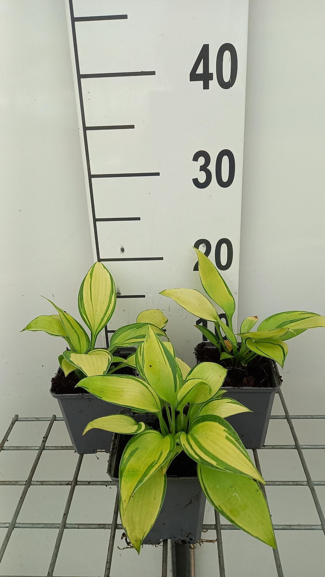 Hosta'June'- pot 9x9 cm afbeelding