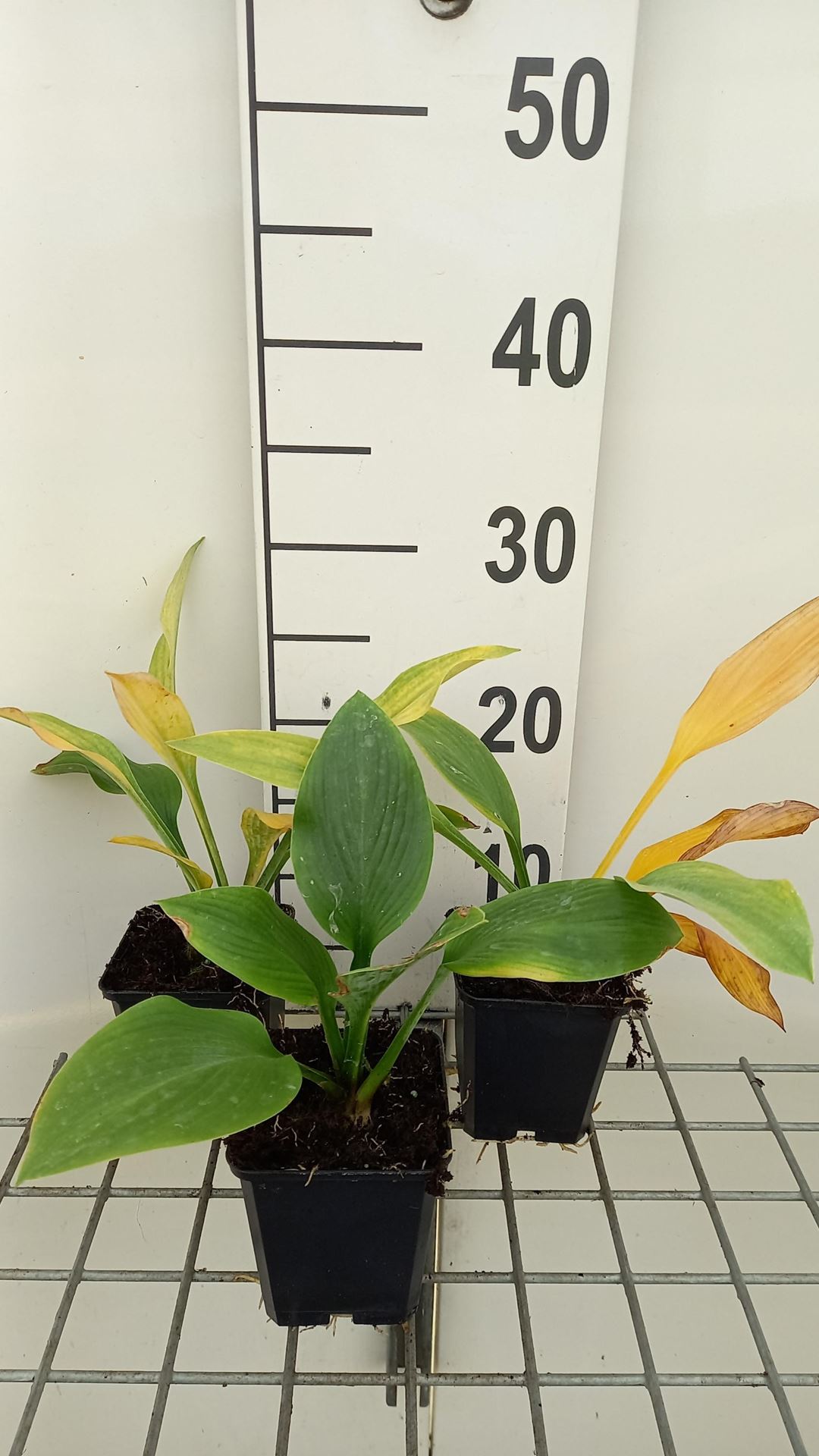 Hosta'Krossa Regal'- pot 9x9 cm afbeelding