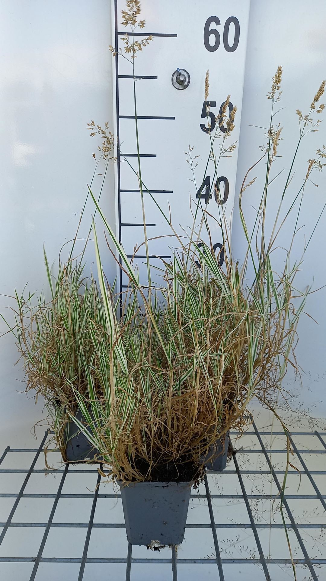 Holcus mollis'Albovariegatus'- pot 9x9 cm afbeelding