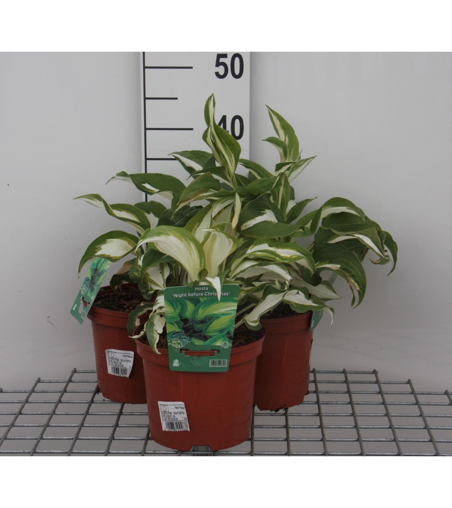 Hosta'Night Before Christmas'- pot 3L afbeelding