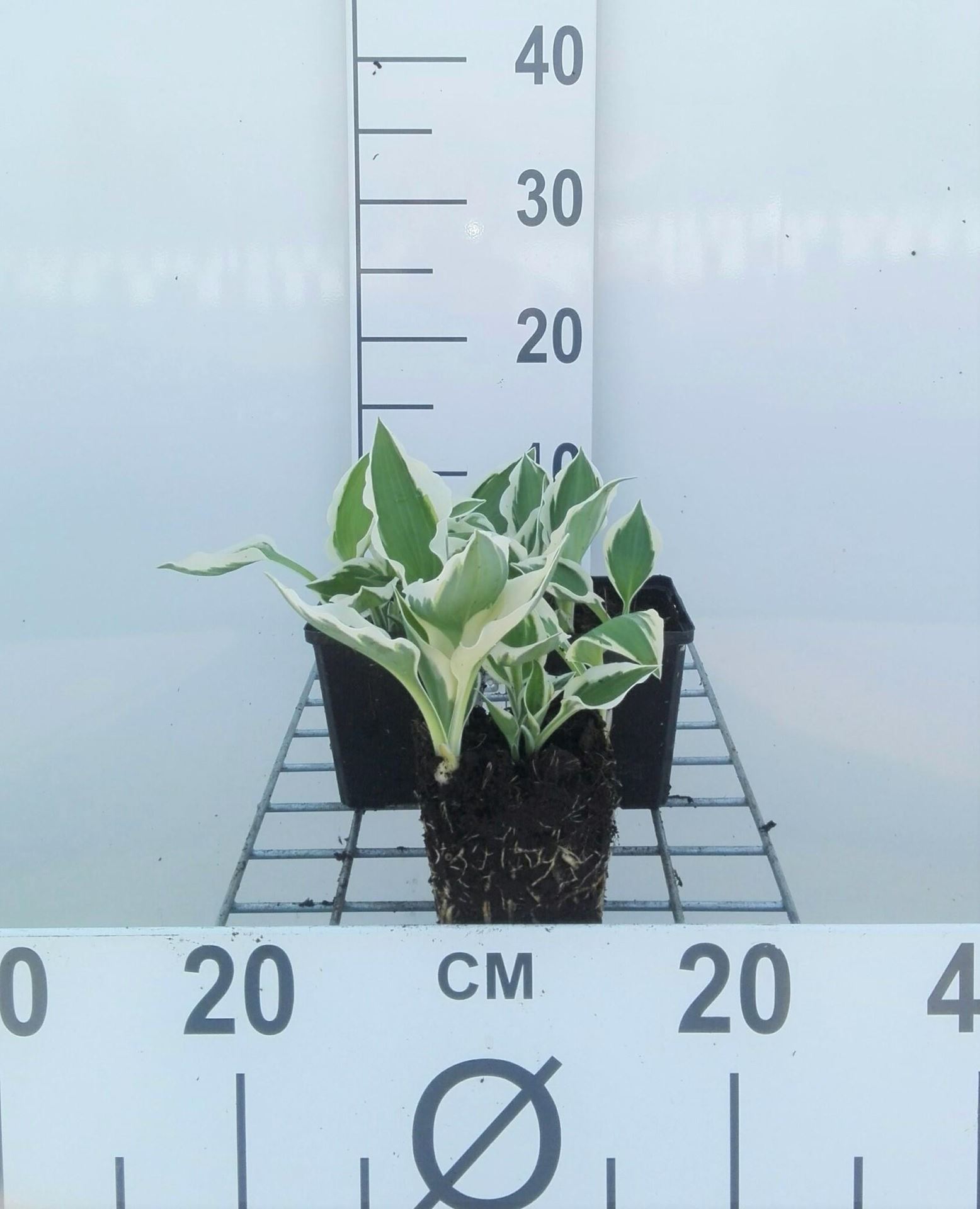 Hosta'Patriot'- pot 9x9 cm afbeelding