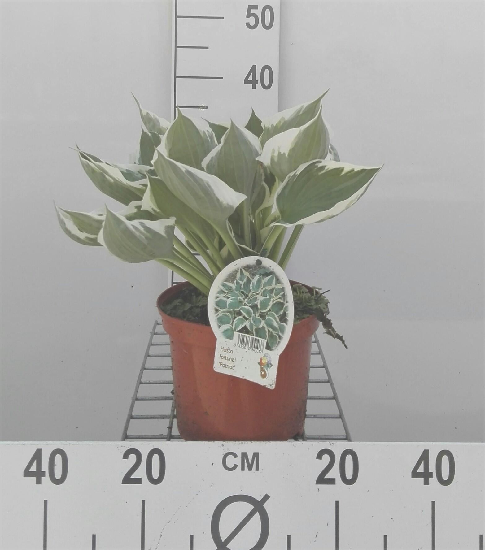 Hosta'Patriot'- pot 3L - Hartlelie afbeelding