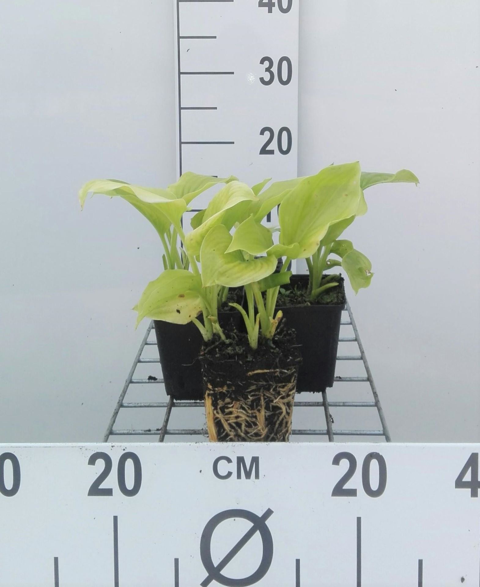Hosta plantaginea var. grandiflora - pot 9x9 cm afbeelding