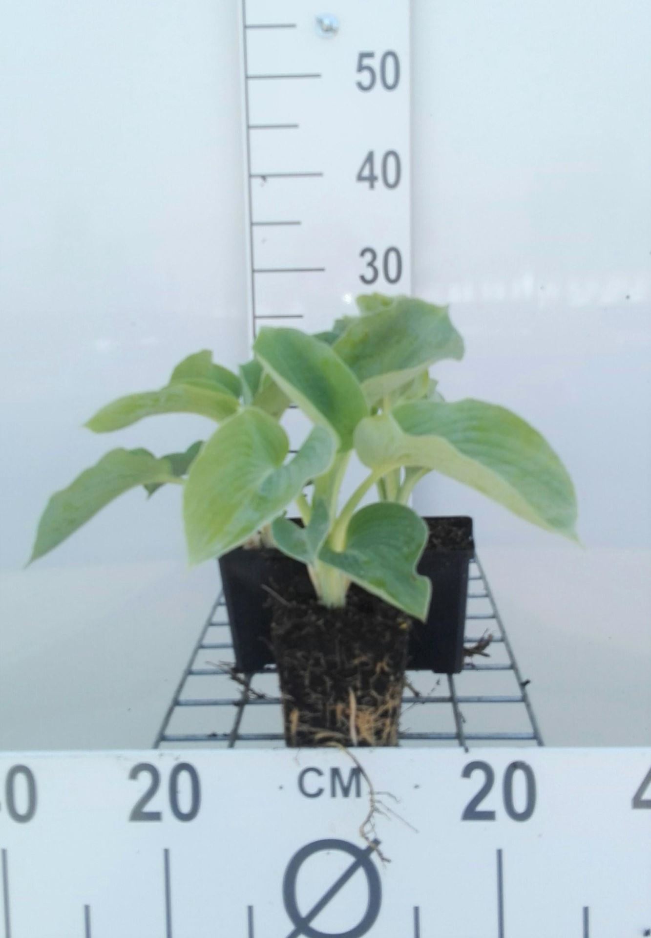 Hosta'Royal Standard'- pot 9x9 cm afbeelding
