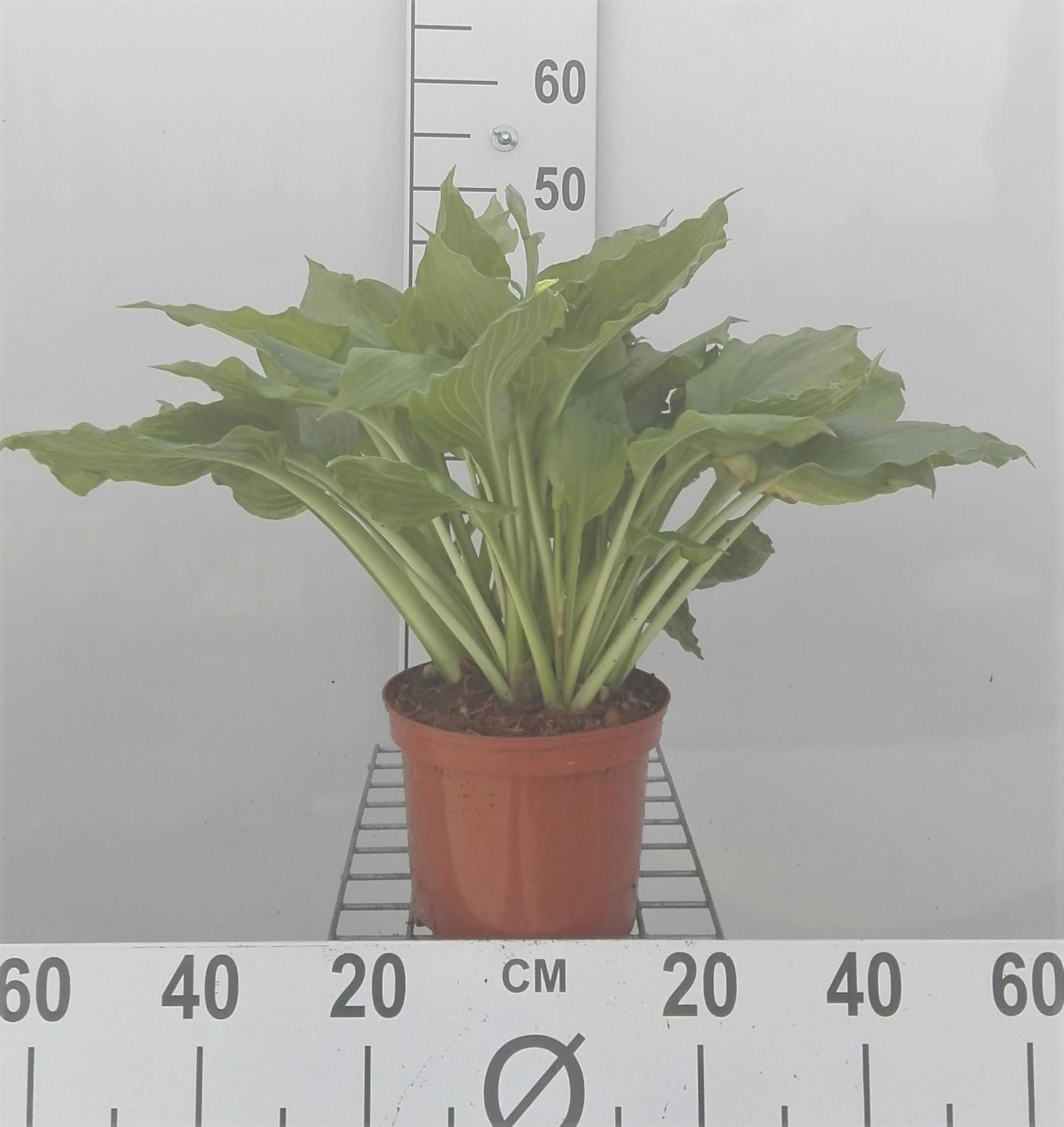 Hosta'Royal Standard'- pot 3L afbeelding
