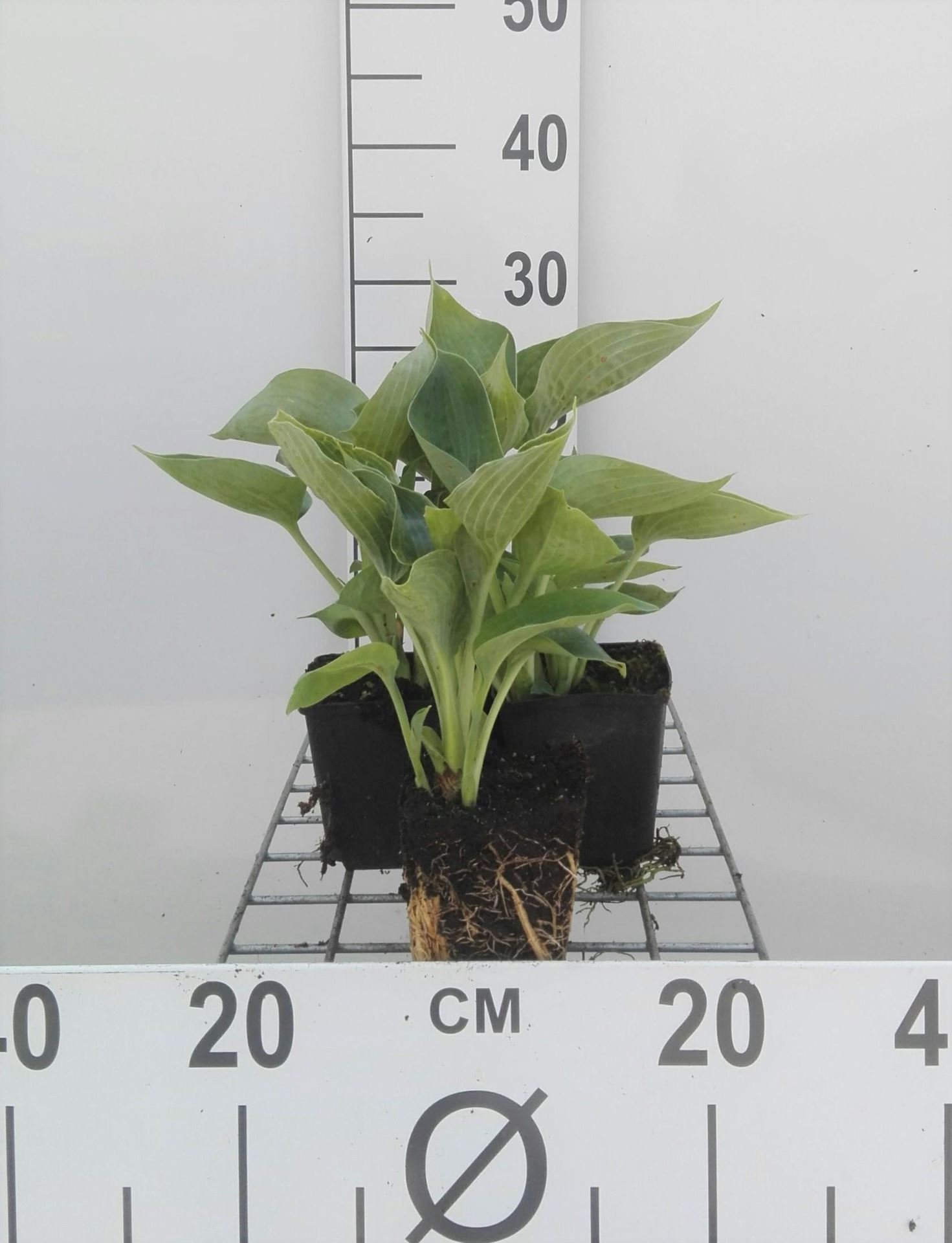 Hosta'Elegans'- pot 9x9 cm - Hartlelie/Funkia afbeelding