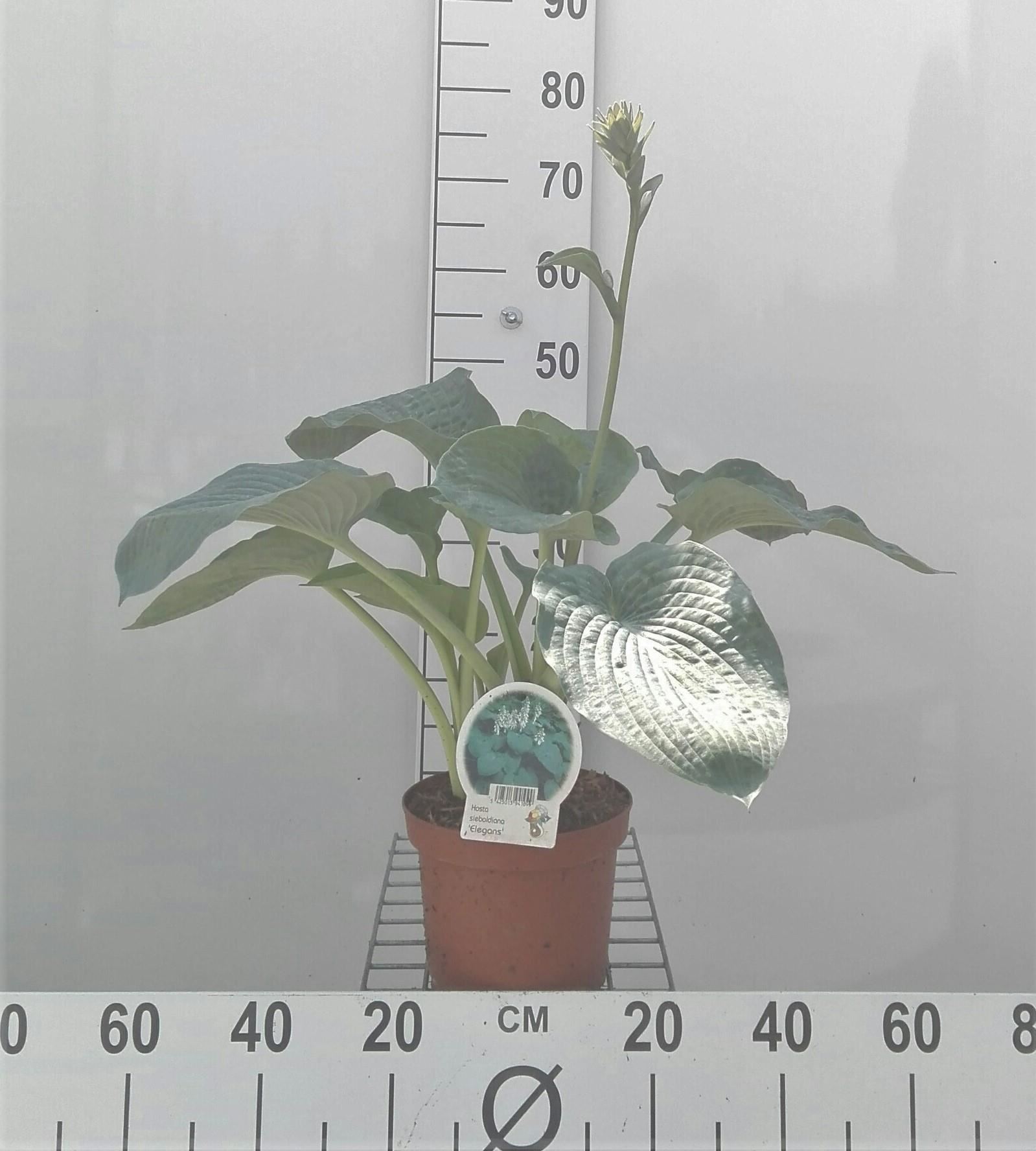 Hosta'Elegans'- pot 3L afbeelding
