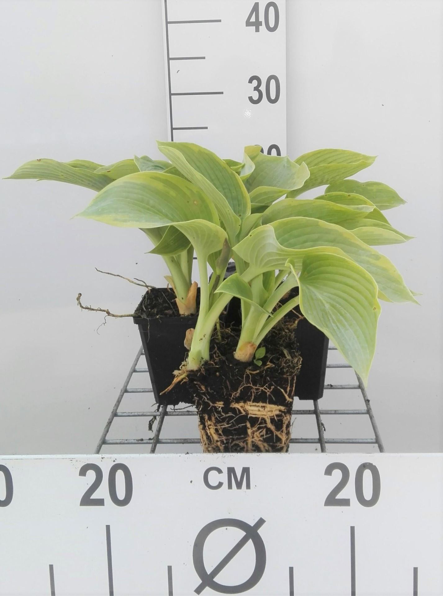 Hosta'Frances Williams'- pot 9x9 cm afbeelding