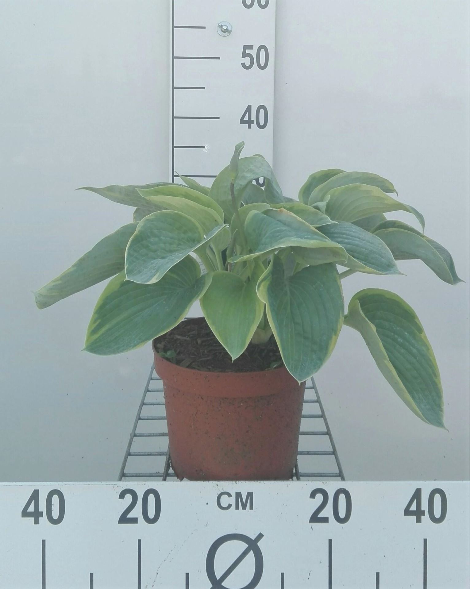 Hosta'Frances Williams'- pot 3L afbeelding
