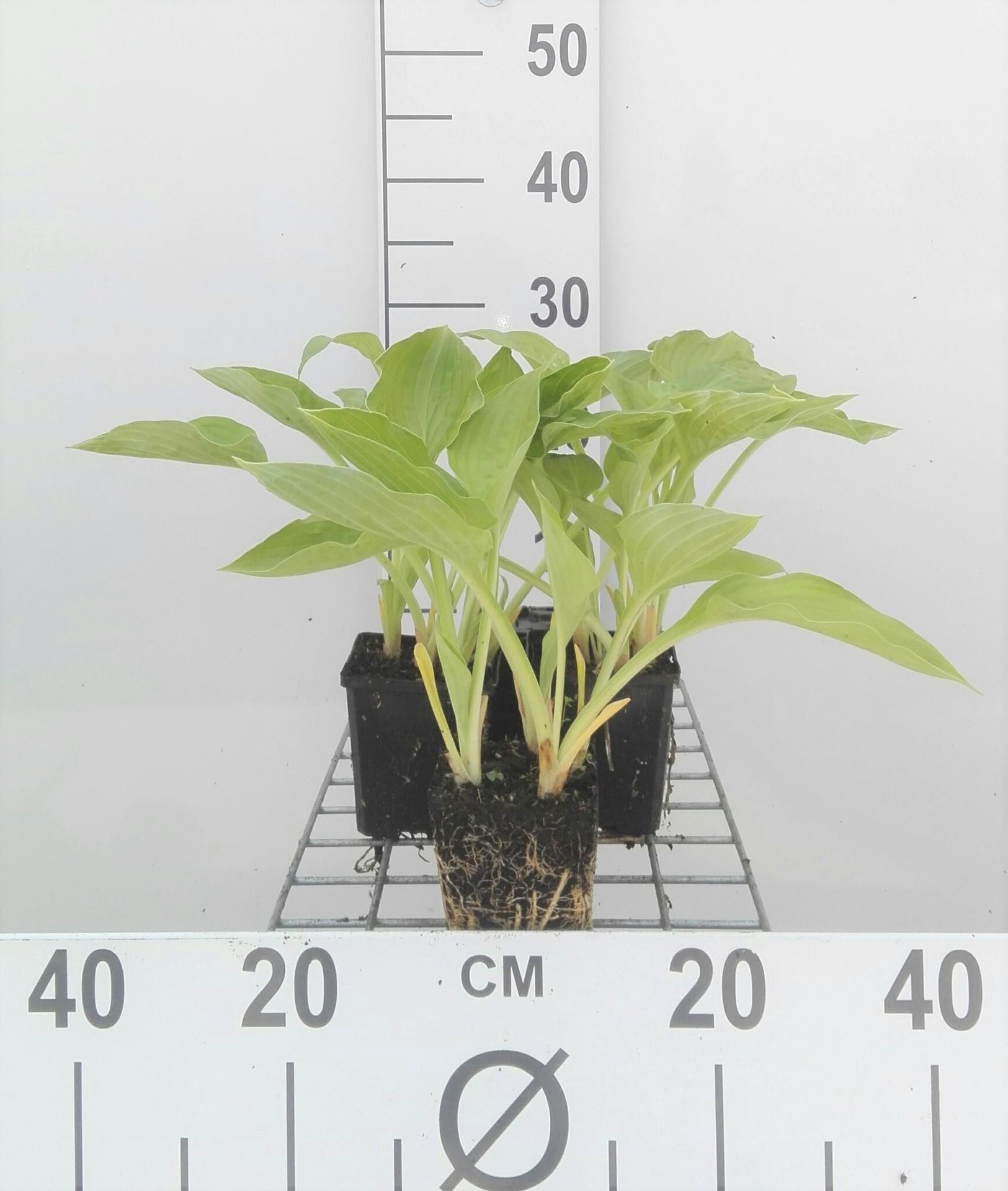 Hosta sieboldiana - pot 9x9 cm - Hartlelie/Funkia afbeelding