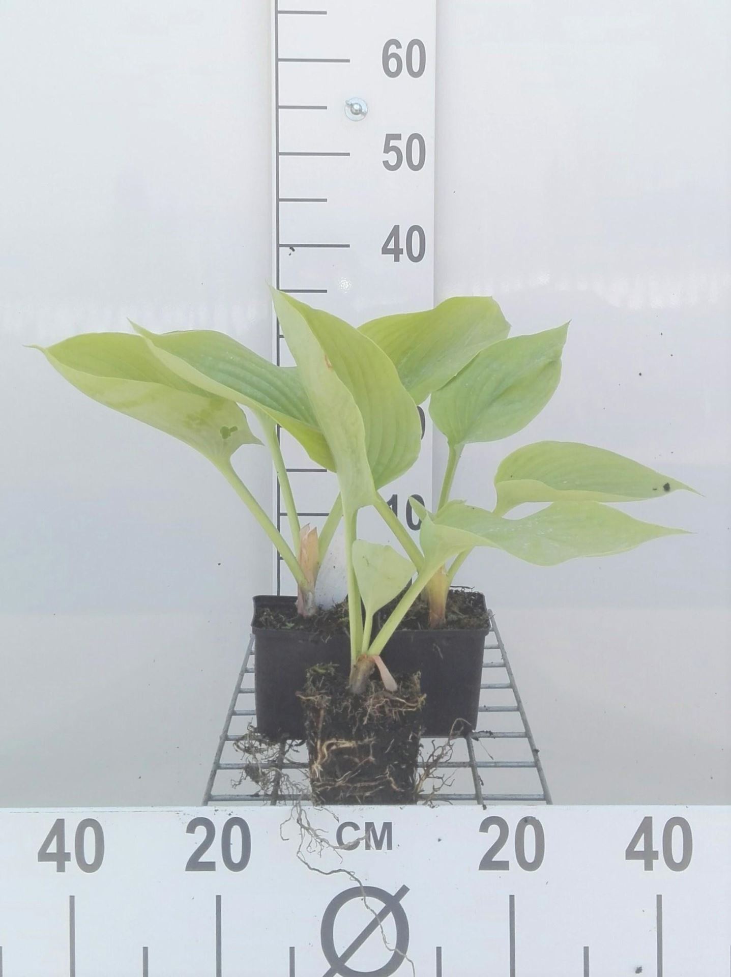 Hosta'Sum and Substance'- pot 9x9 cm afbeelding