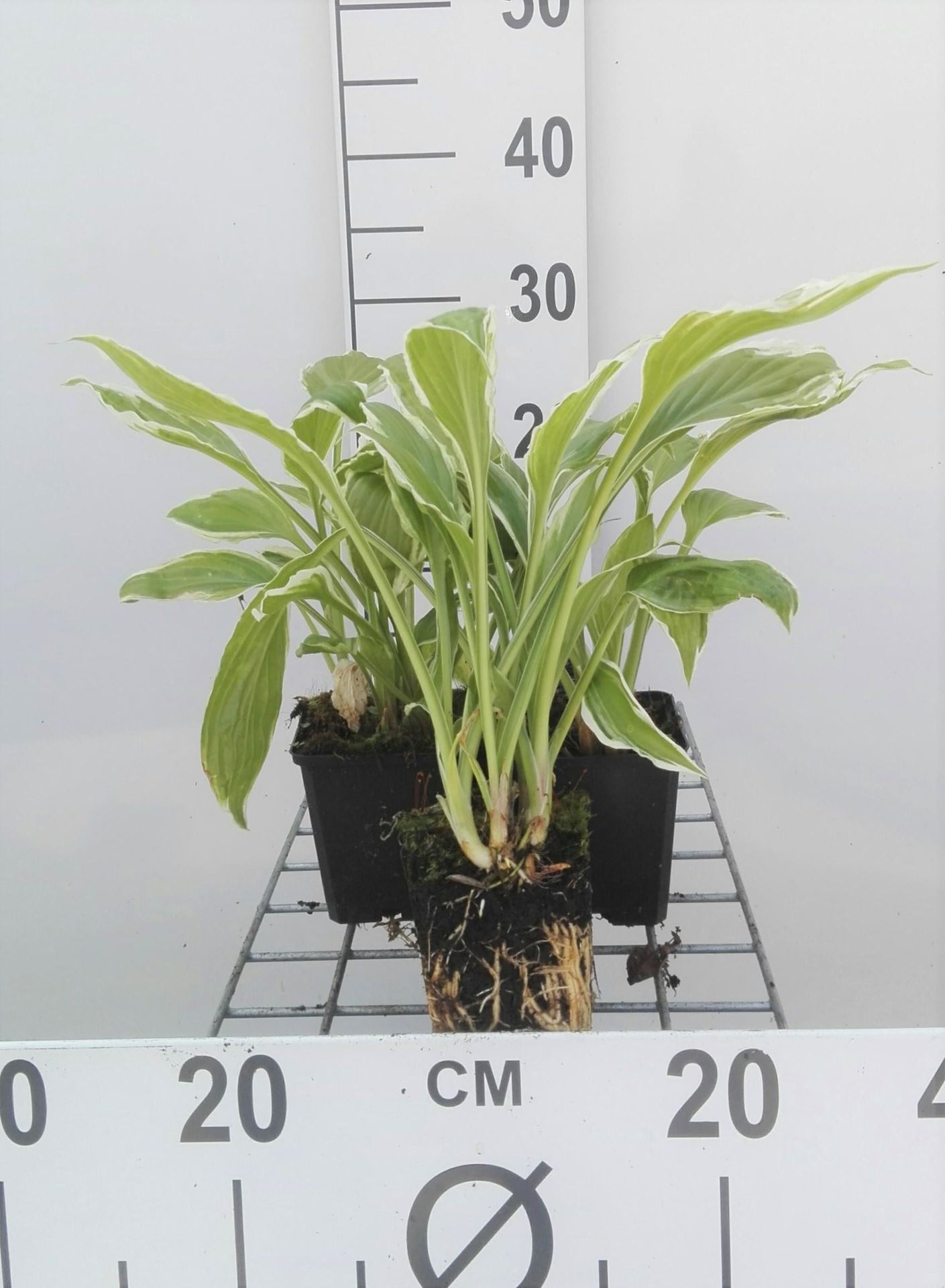 Hosta'Undulata Albomarginata'- pot 9x9 cm afbeelding