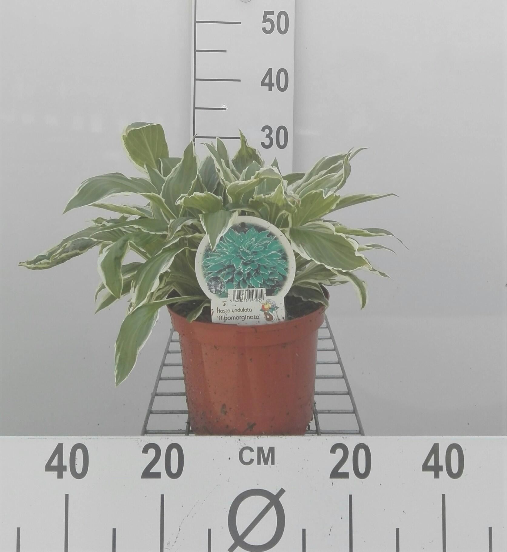 Hosta'Undulata Albomarginata'- pot 3L afbeelding
