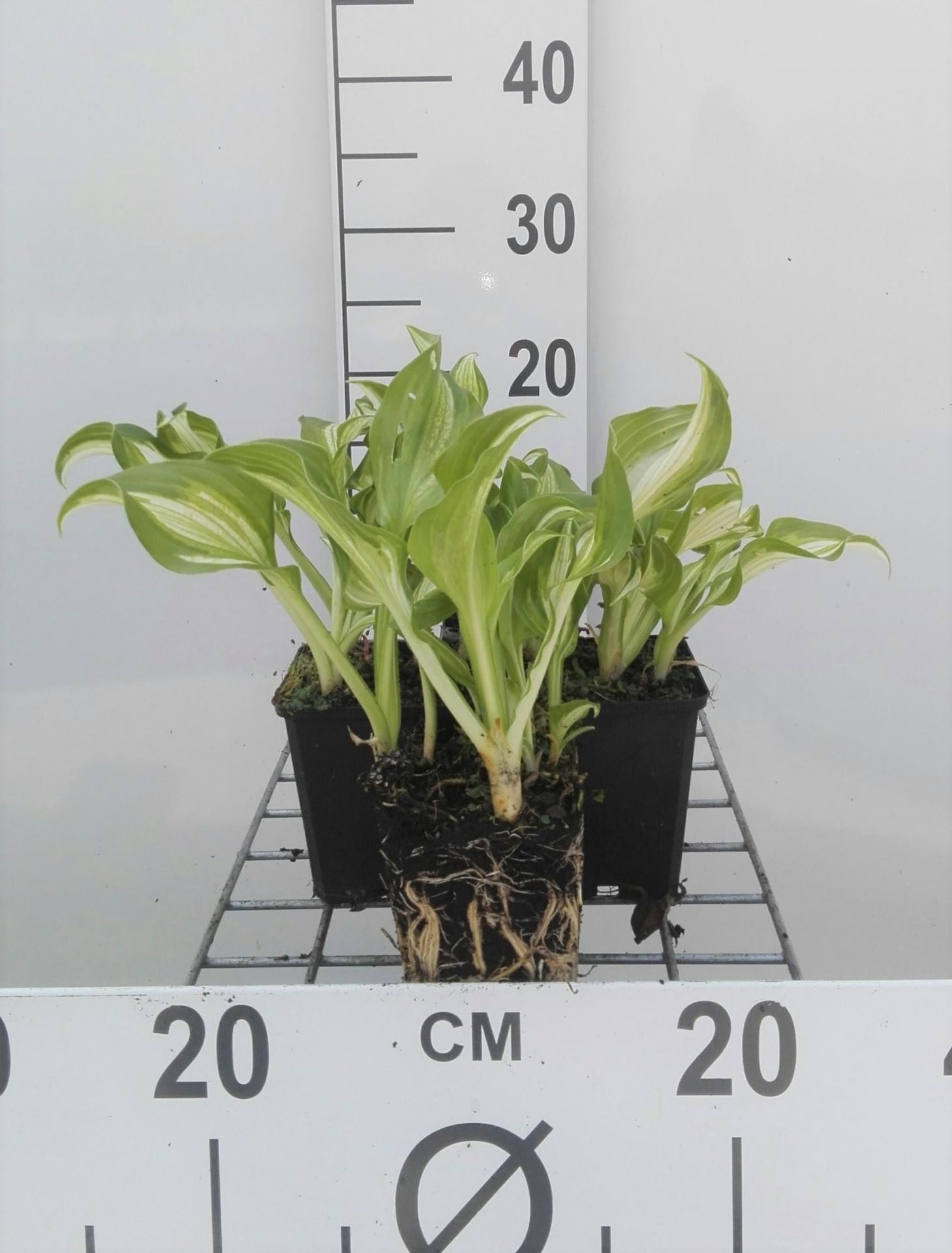 Hosta'Undulata Mediovariegata'- pot 9x9 cm afbeelding
