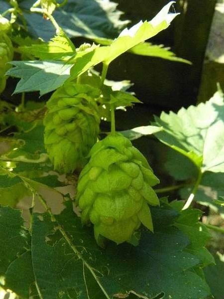 Humulus lupulus - Hop - in pot - 50-60 cm - Hop / Europese hop afbeelding
