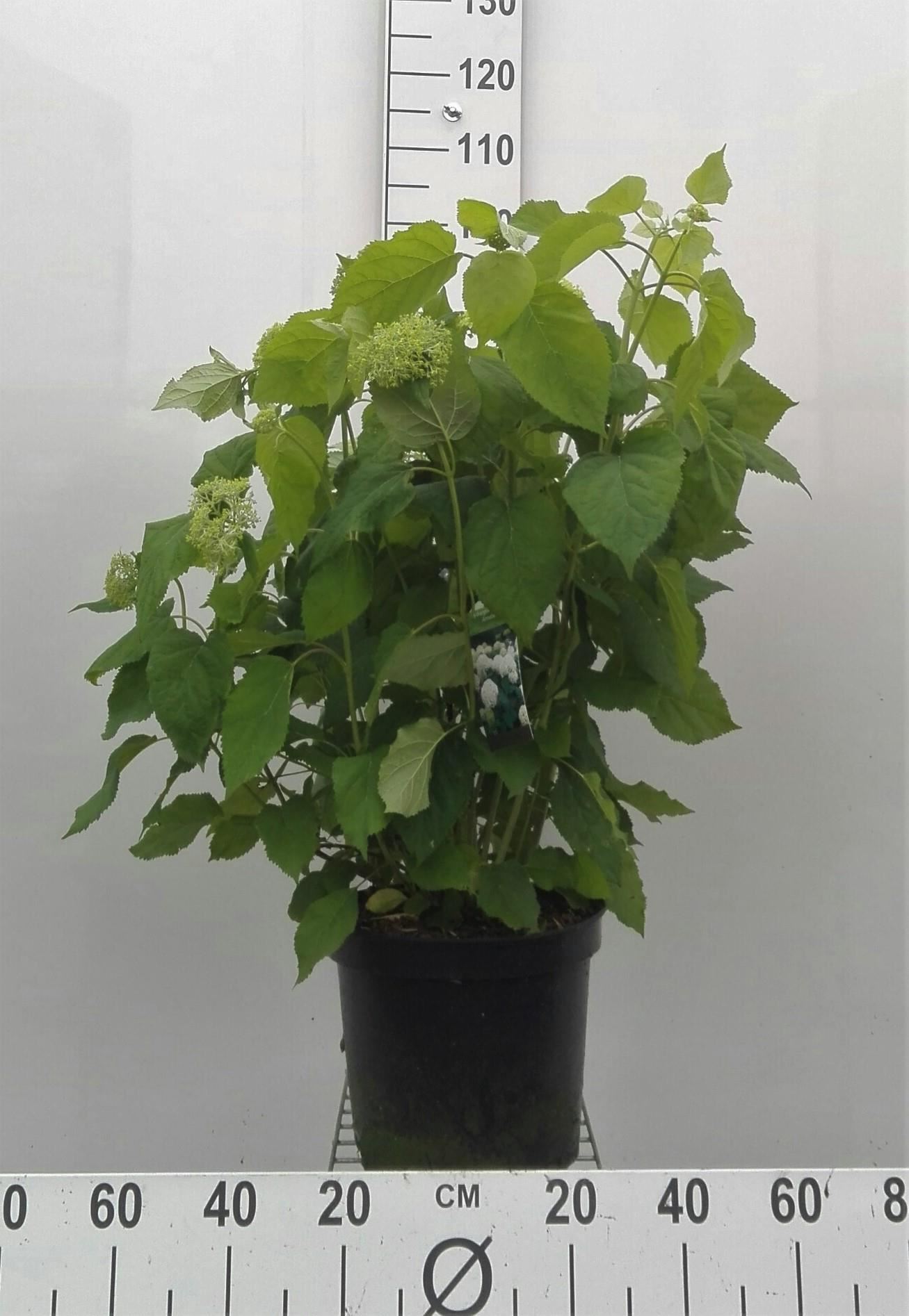 Hydrangea arborescens'Annabelle'- pot 10L - 60-80 cm afbeelding