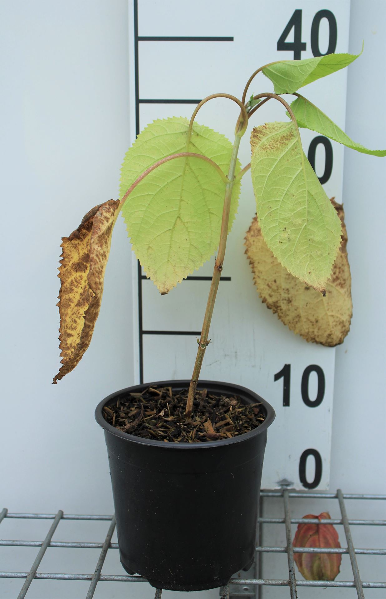 Hydrangea arborescens'Annabelle'- pot 1,5L - 20-30 cm - Hortensia afbeelding