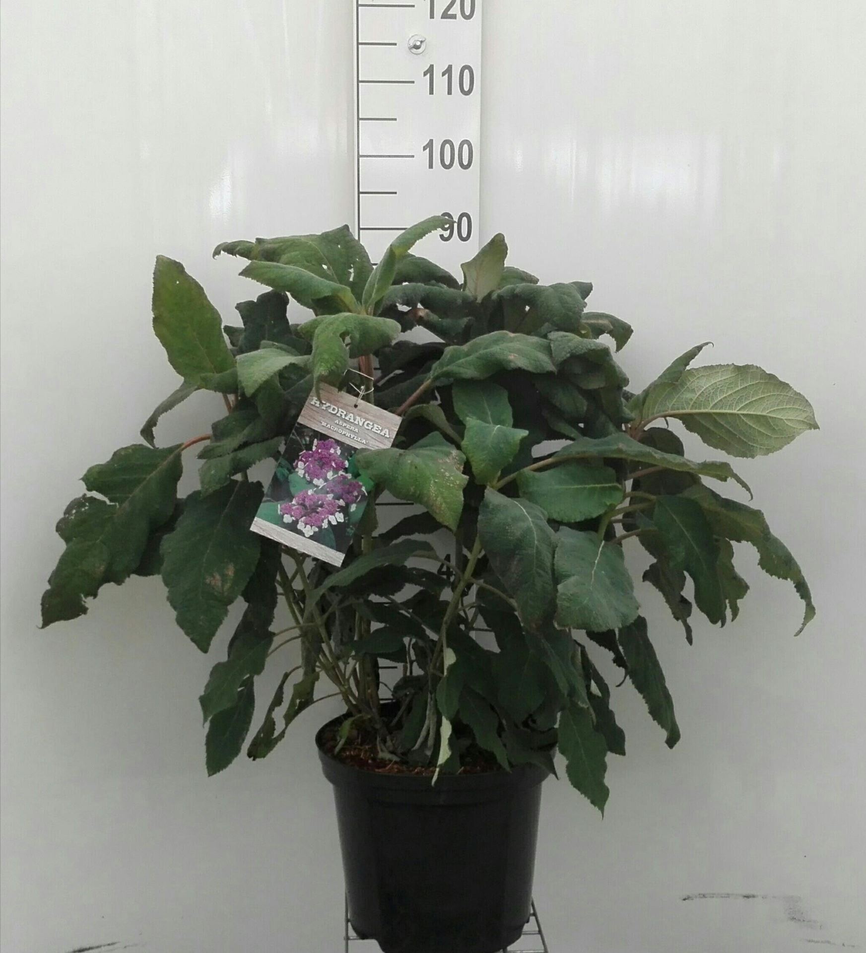 Hydrangea aspera'Macrophylla'- pot 12L - 60-80 cm afbeelding