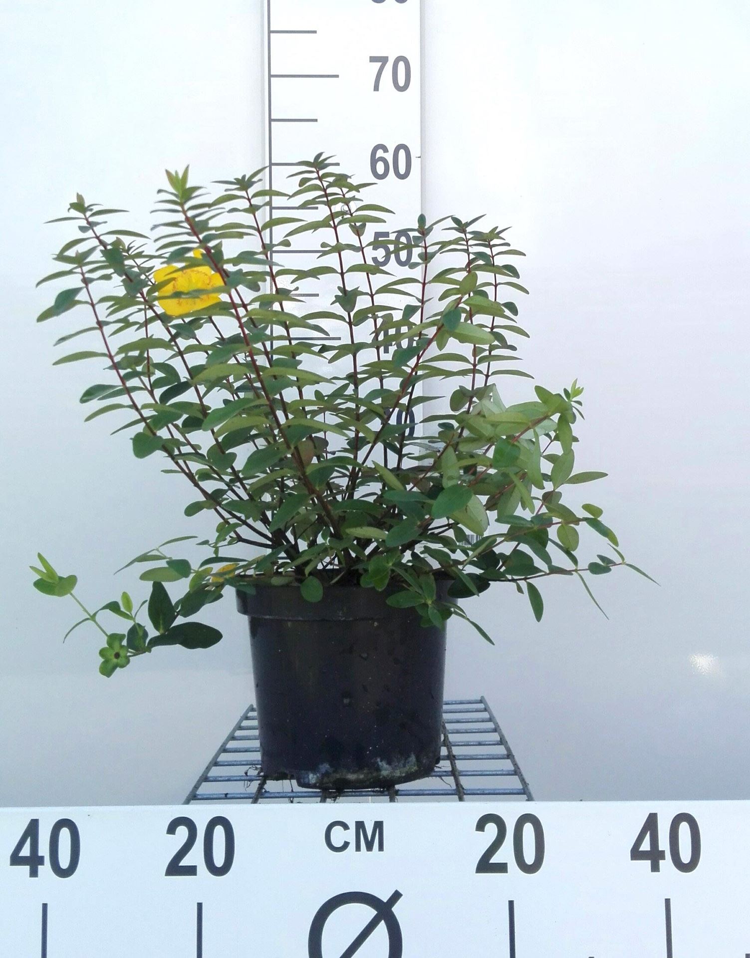 Hypericum x dummeri'Peter Dummer'- pot - 30-40 cm afbeelding