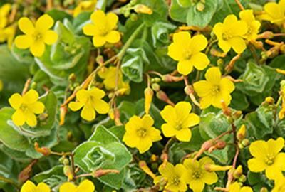 Hypericum elodes - pot 9x9 cm - Moerashertshooi afbeelding