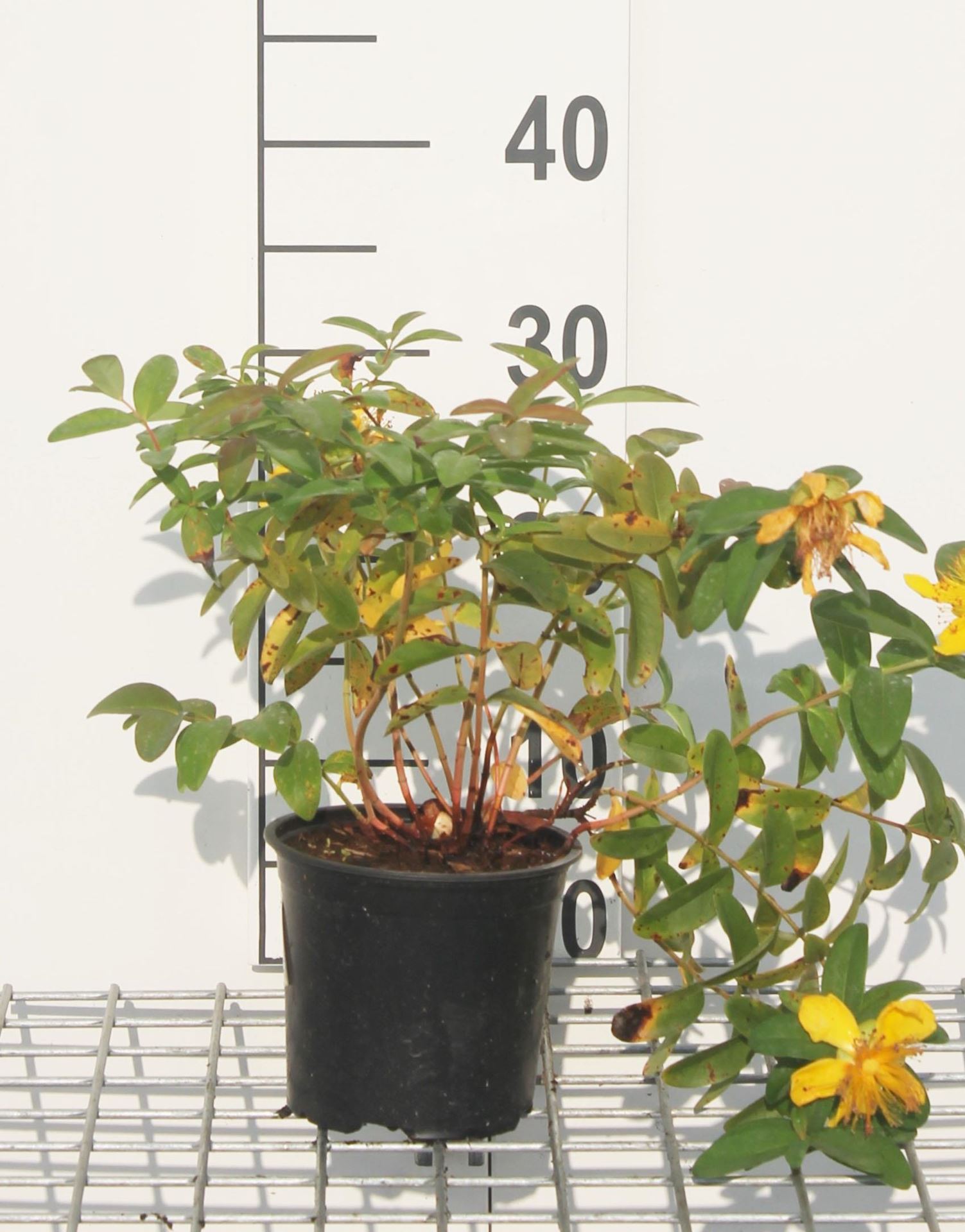 Hypericum'Hidcote'- pot - 25-30 cm afbeelding