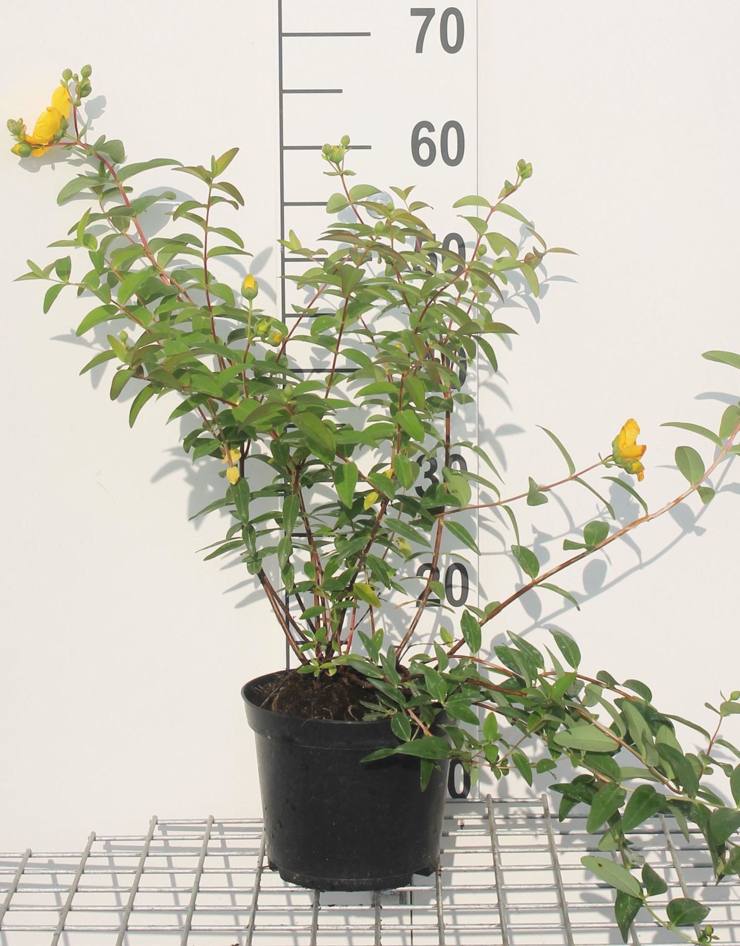 Hypericum'Hidcote'- pot - 30-40 cm - Hertshooi afbeelding