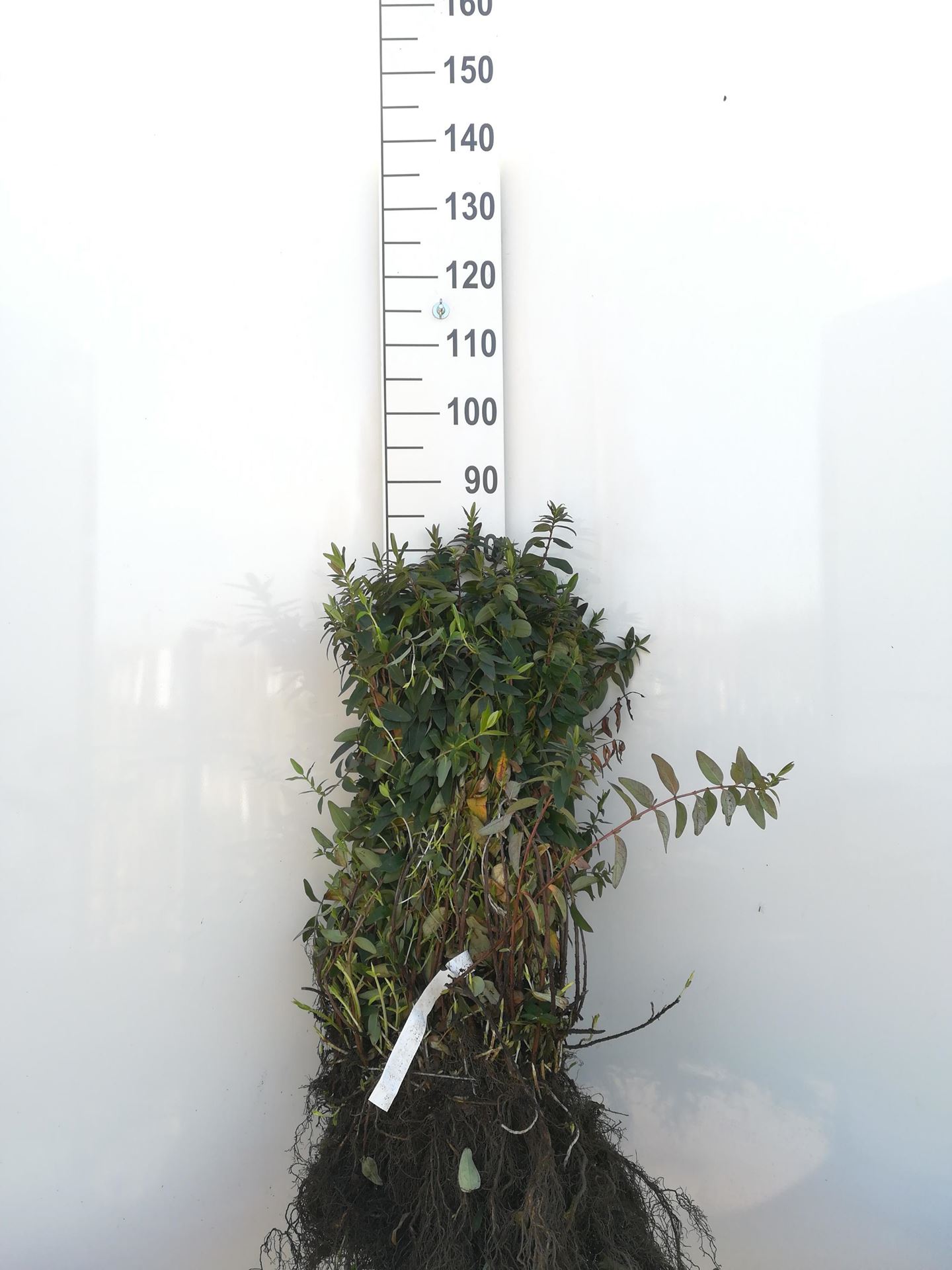 Hypericum'Hidcote'- blote wortel - 30-40 cm afbeelding