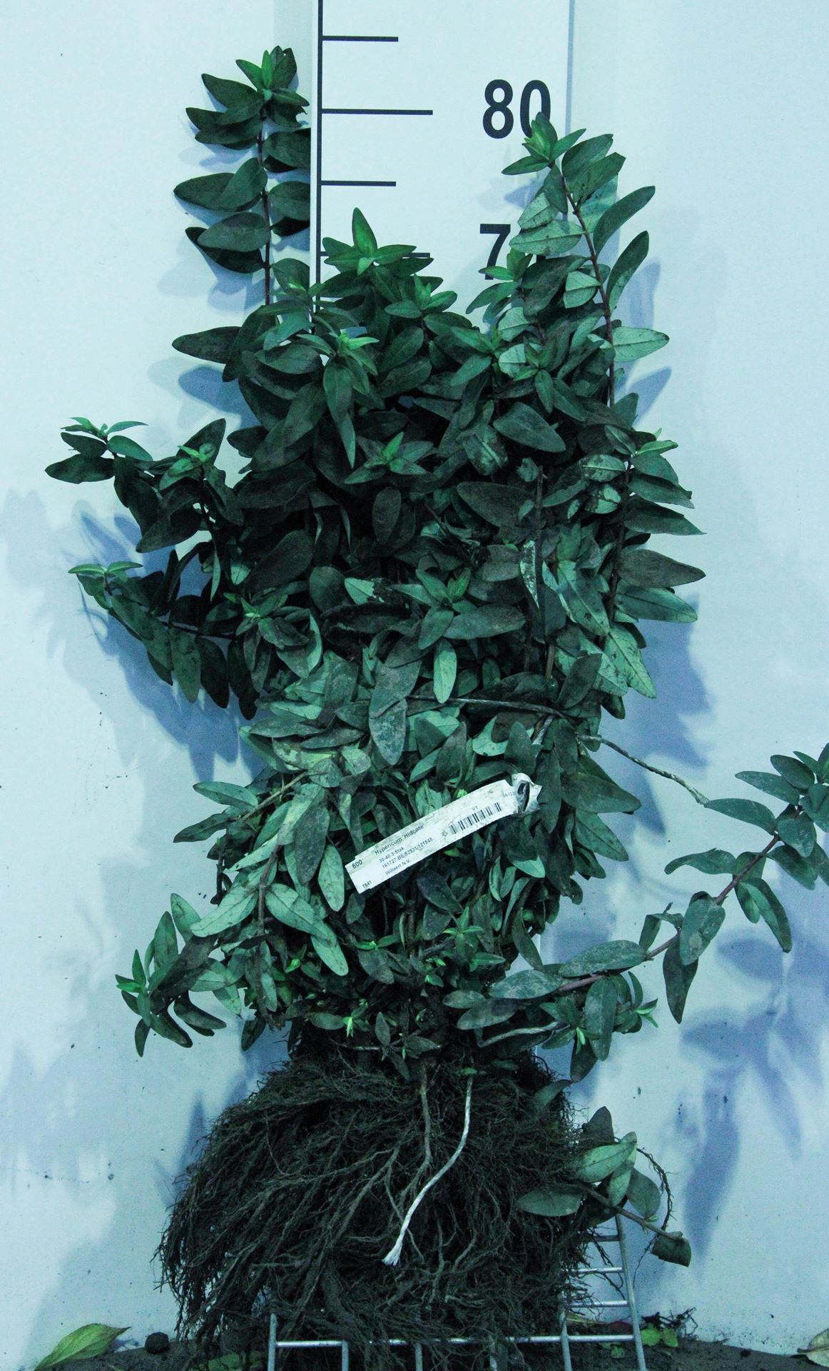 Hypericum'Hidcote'- blote wortel - 30-40 cm - 3-5 takken afbeelding