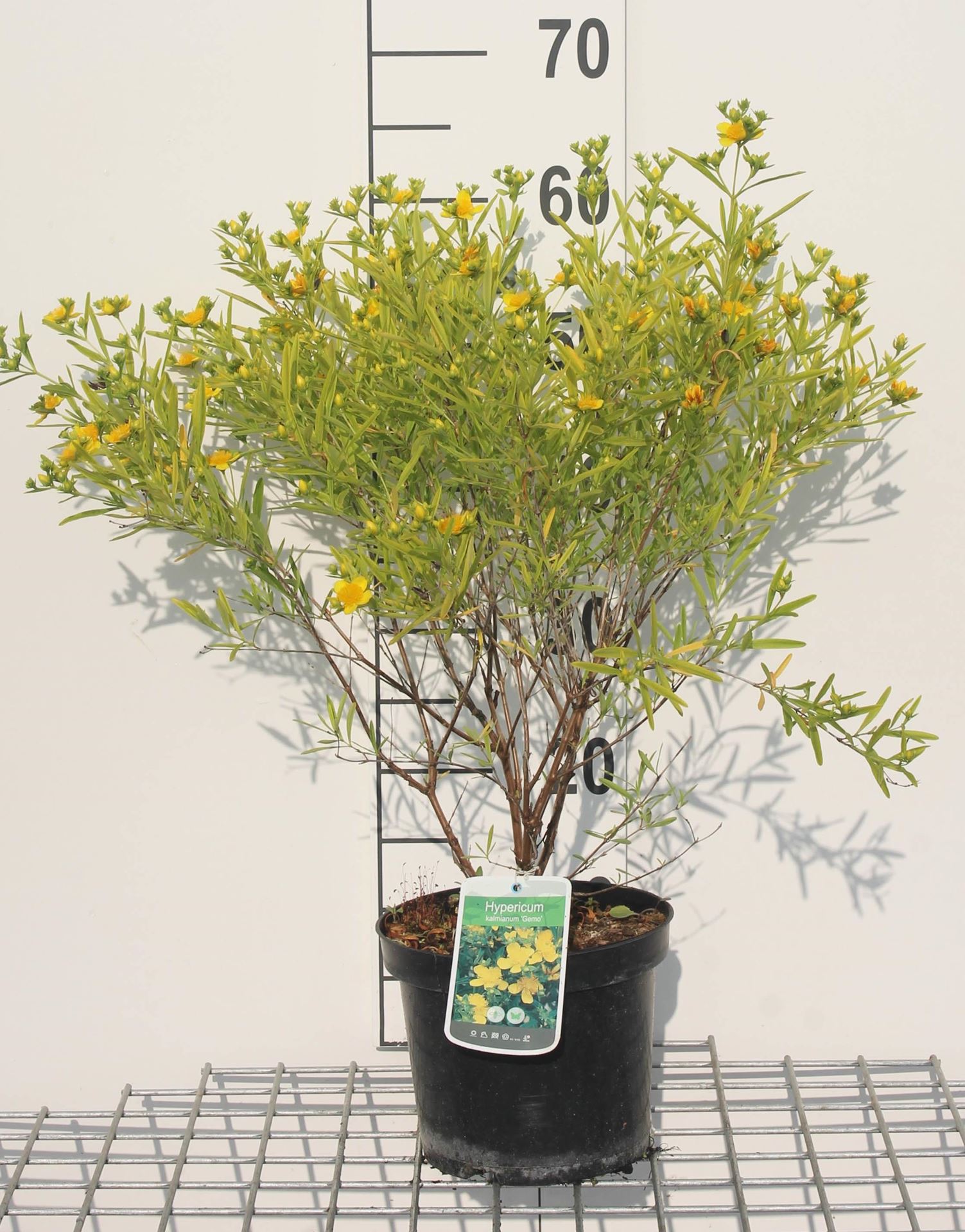 Hypericum kalmianum 'Gemo' - pot - 30-40 cm