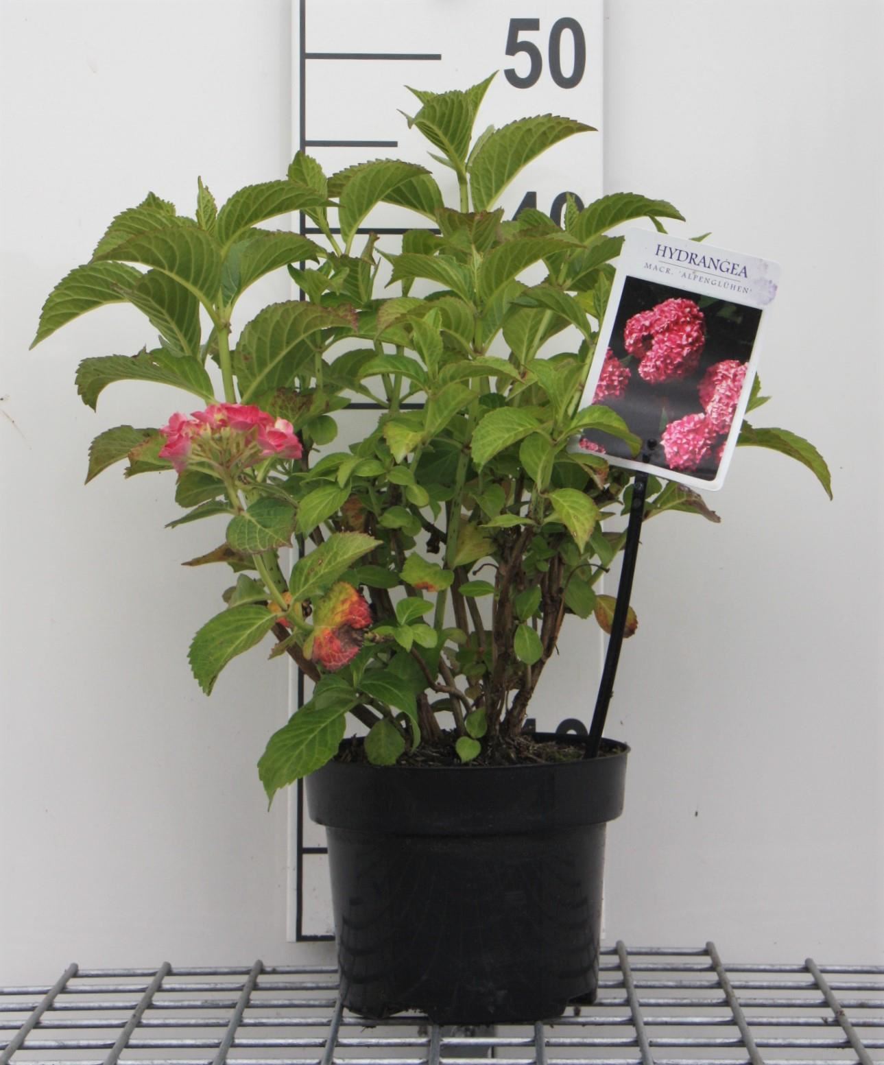 Hydrangea macrophylla'Alpenglühen'- pot - 25-30 cm afbeelding
