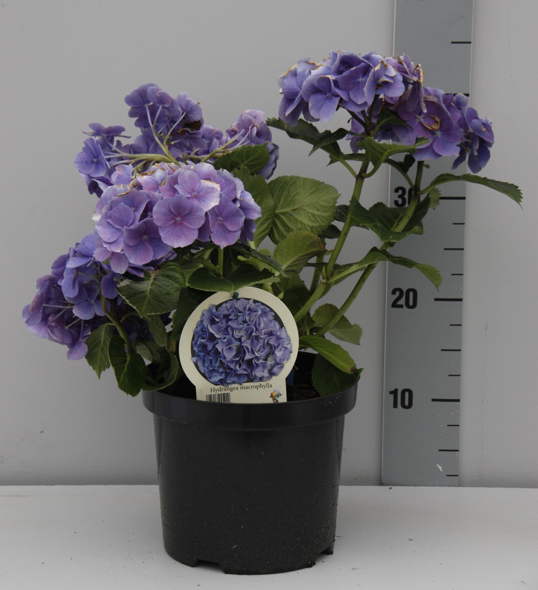Hydrangea macrophylla - blauw - pot - 25-30 cm - afbeelding