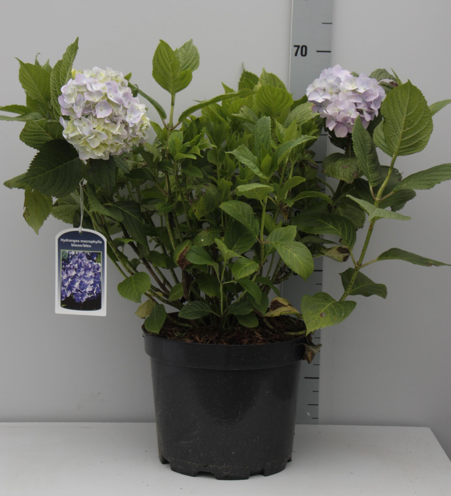 Hydrangea macrophylla - blauw - pot 10L - 40-60 cm afbeelding
