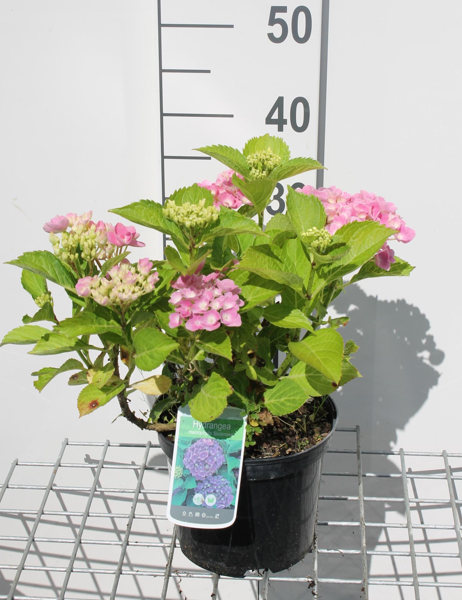 Hydrangea macrophylla'Bodensee'- pot - 25-30 cm - Hortensia, Bolhortensia afbeelding