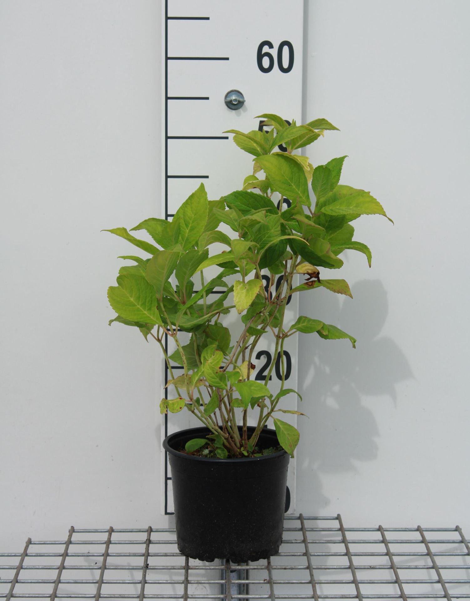 Hydrangea macrophylla'Bouquet Rose'- pot - 25-30 cm afbeelding