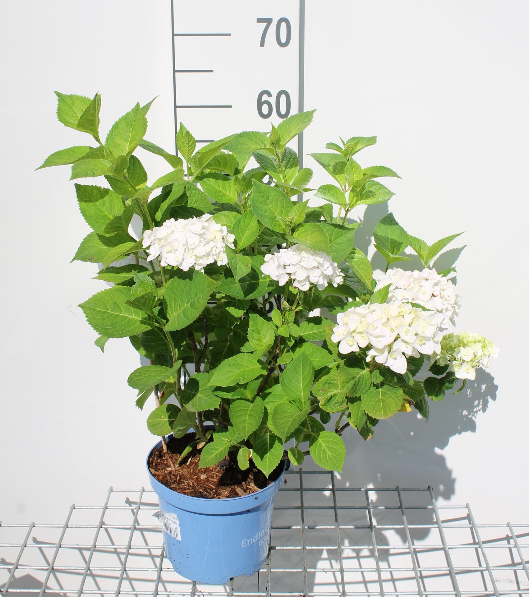 Hydrangea macrophylla'Blushing Bride'(The Bride) - pot 3L - 25-30 cm afbeelding
