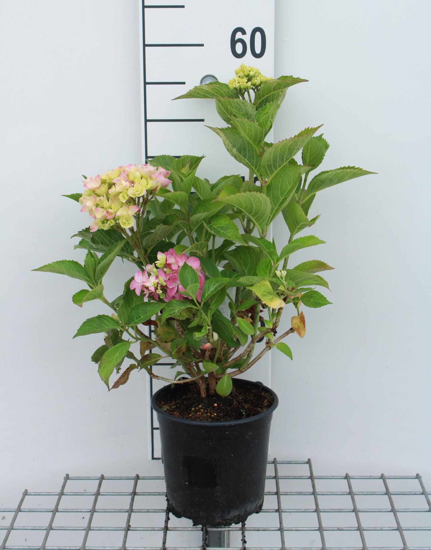 Hydrangea macrophylla'Freudenstein'- pot - 25-30 cm afbeelding