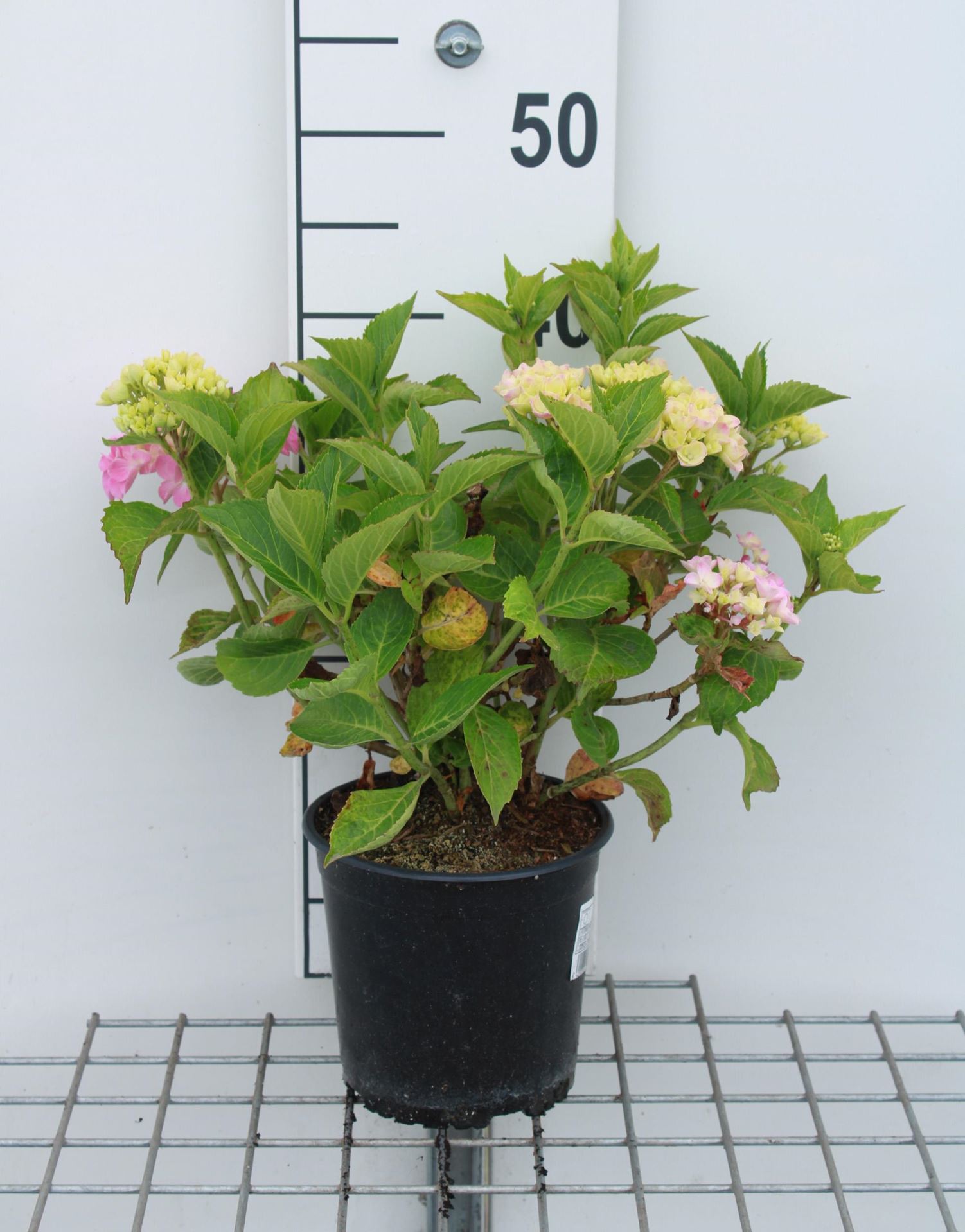 Hydrangea macrophylla'Glowing Embers'- pot - 25-30 cm afbeelding