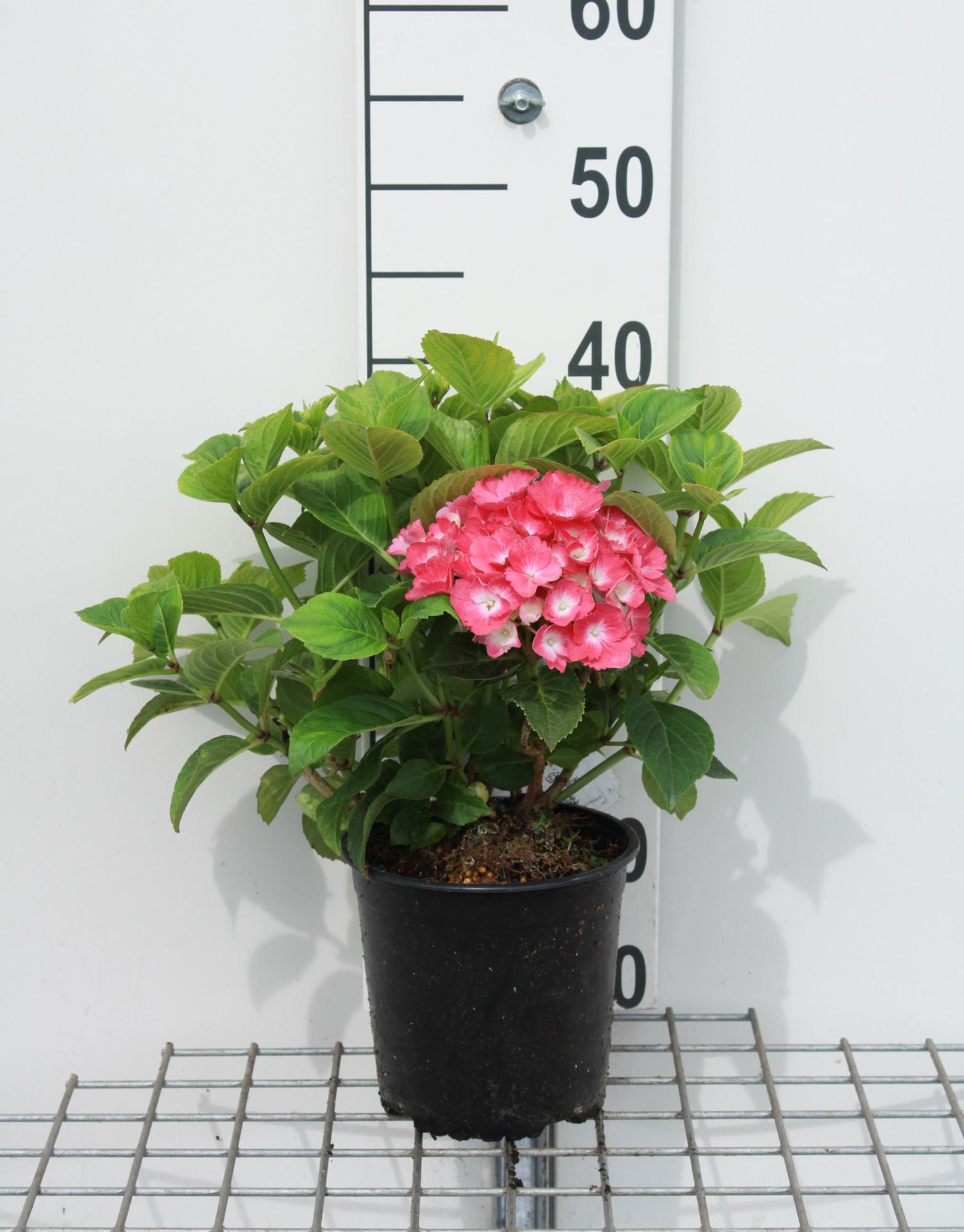 Hydrangea macrophylla'King George V'- pot - 25-30 cm afbeelding